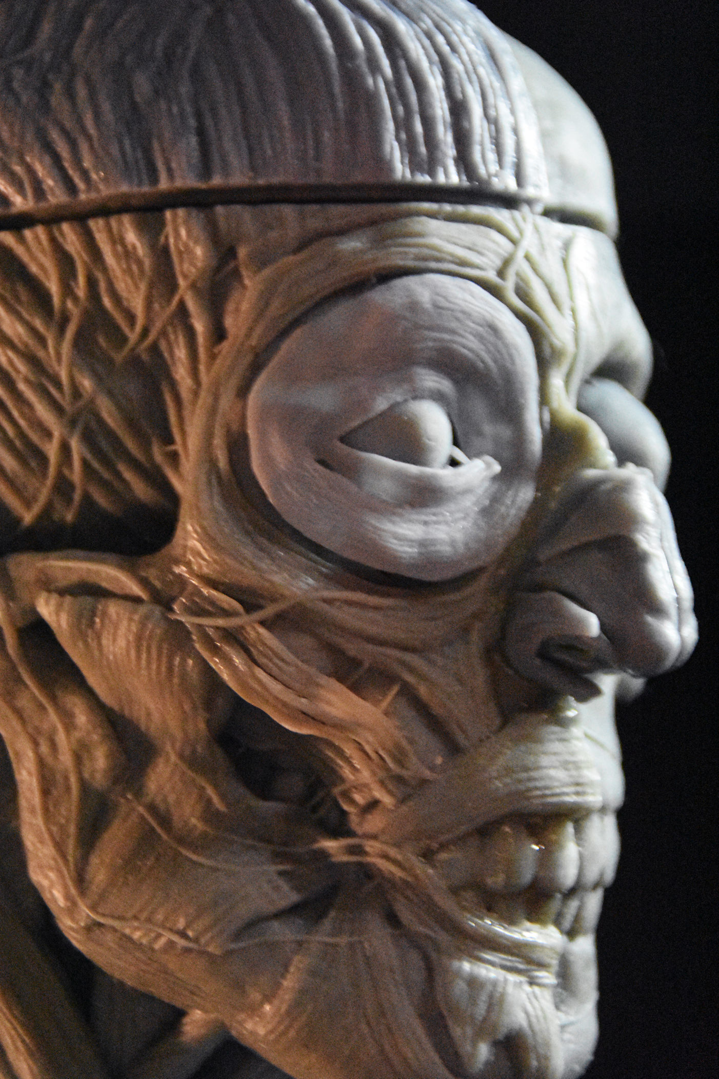 Head Skull anatomy Ecorche 3D print model_16