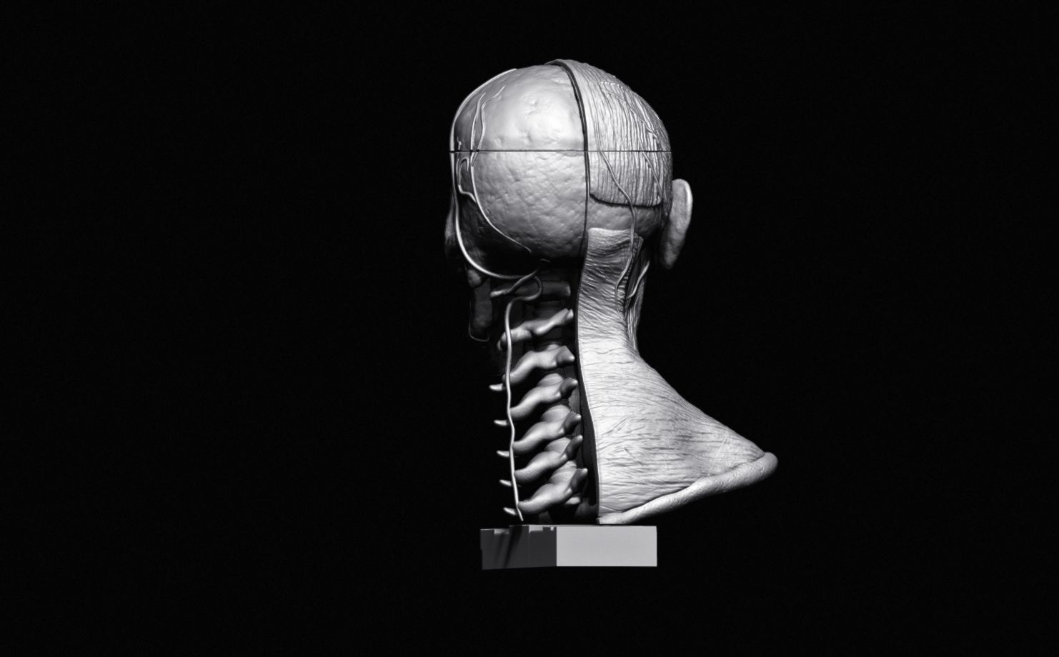 Head Skull anatomy Ecorche 3D print model_17