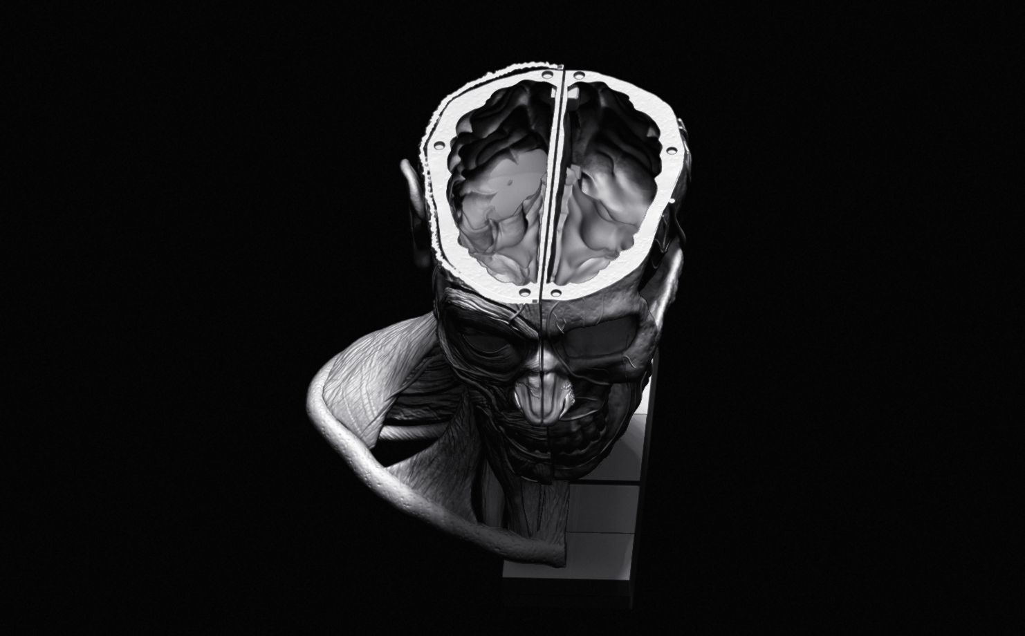 Head Skull anatomy Ecorche 3D print model_40