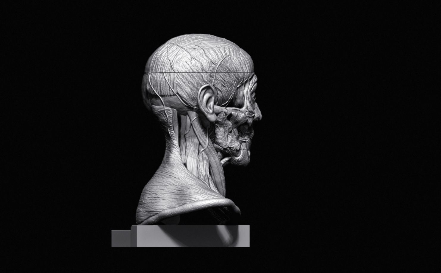 Head Skull anatomy Ecorche 3D print model_32