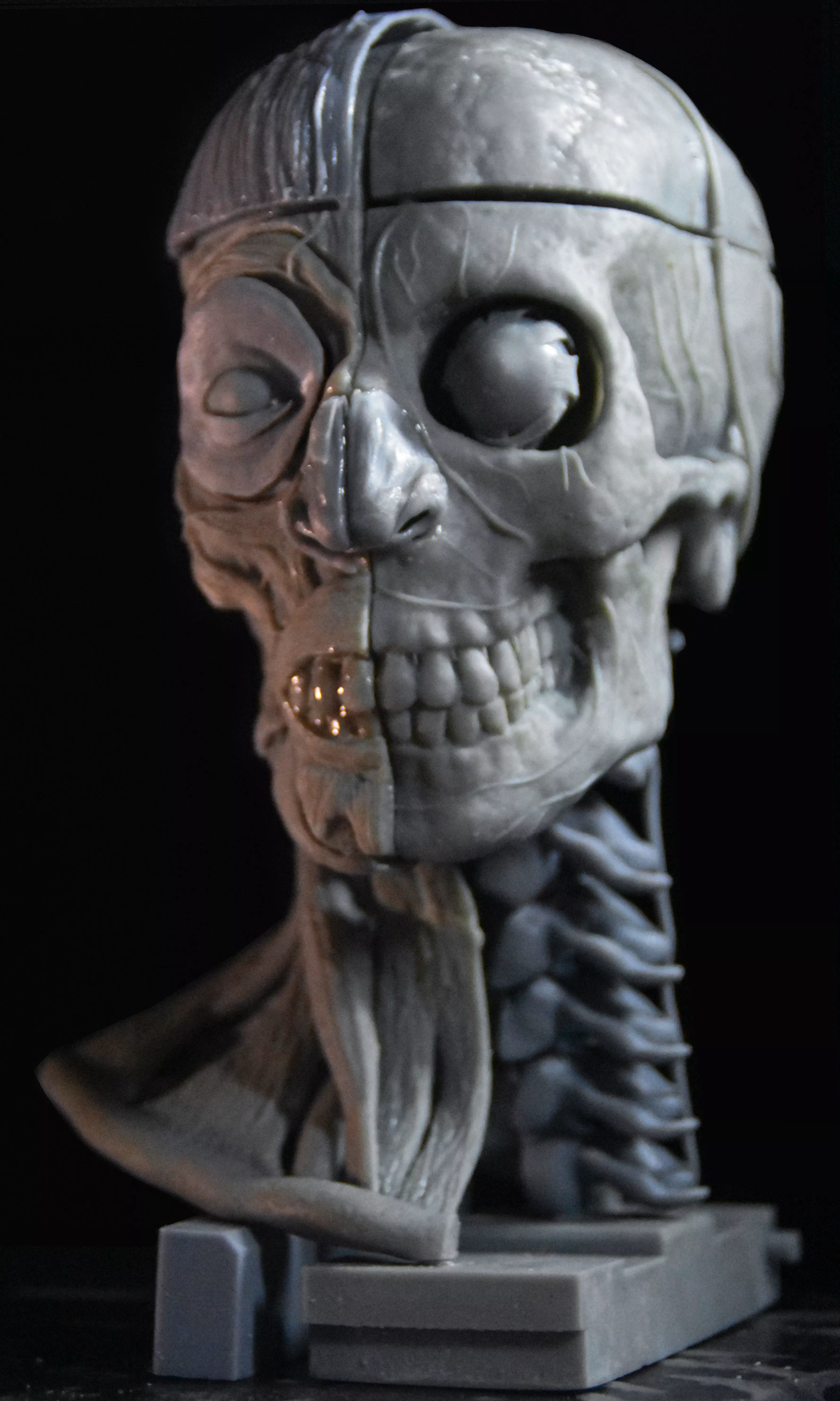 Head Skull anatomy Ecorche 3D print model_0