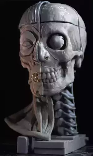 Head Skull anatomy Ecorche 