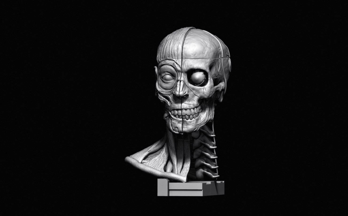 Head Skull anatomy Ecorche 3D print model_27