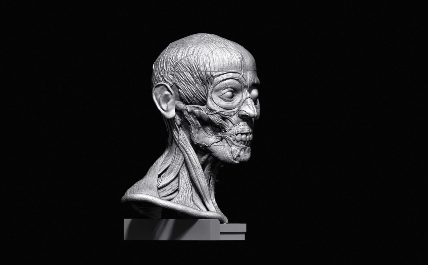 Head Skull anatomy Ecorche 3D print model_29