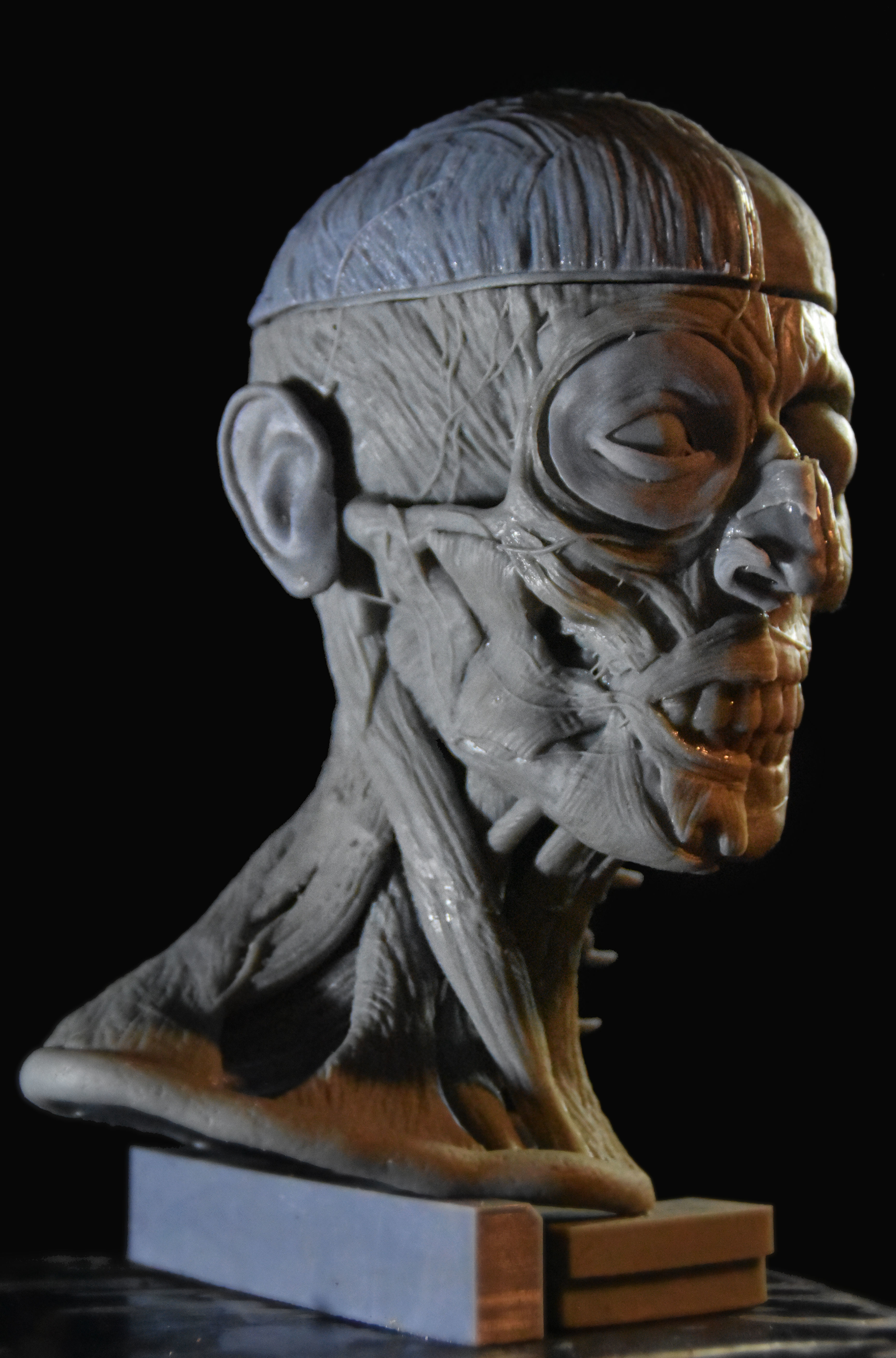 Head Skull anatomy Ecorche 3D print model_9