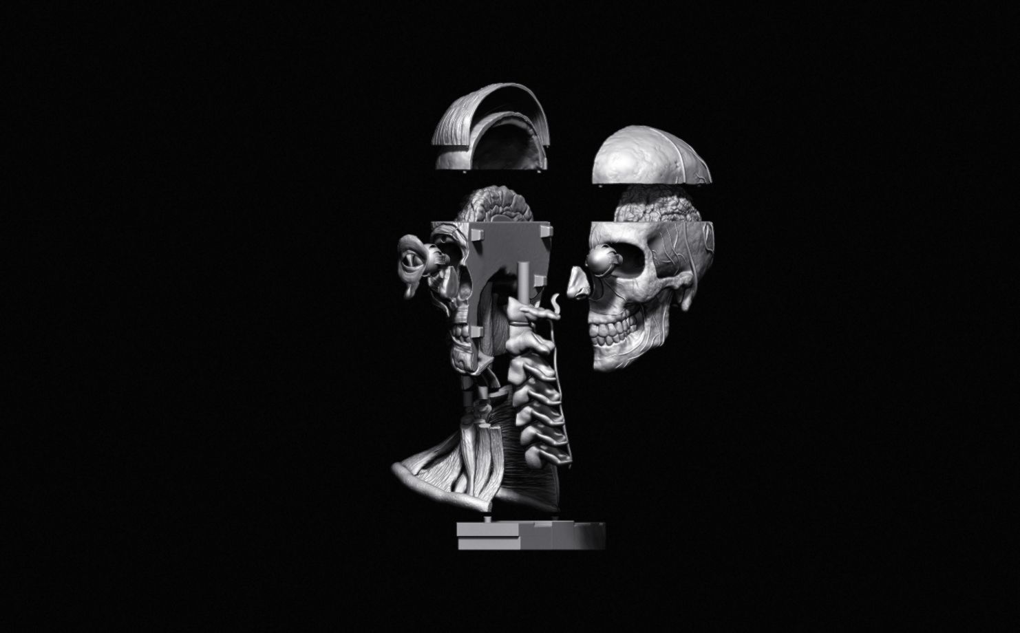 Head Skull anatomy Ecorche 3D print model_38