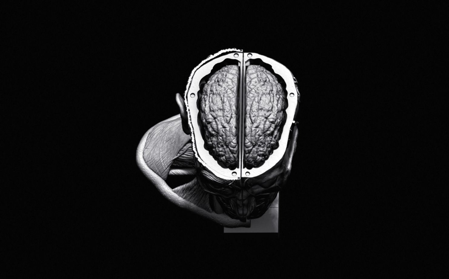 Head Skull anatomy Ecorche 3D print model_21