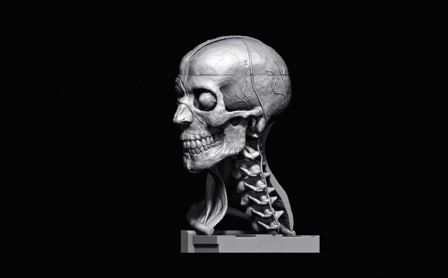 Head Skull anatomy Ecorche 3D print model_31