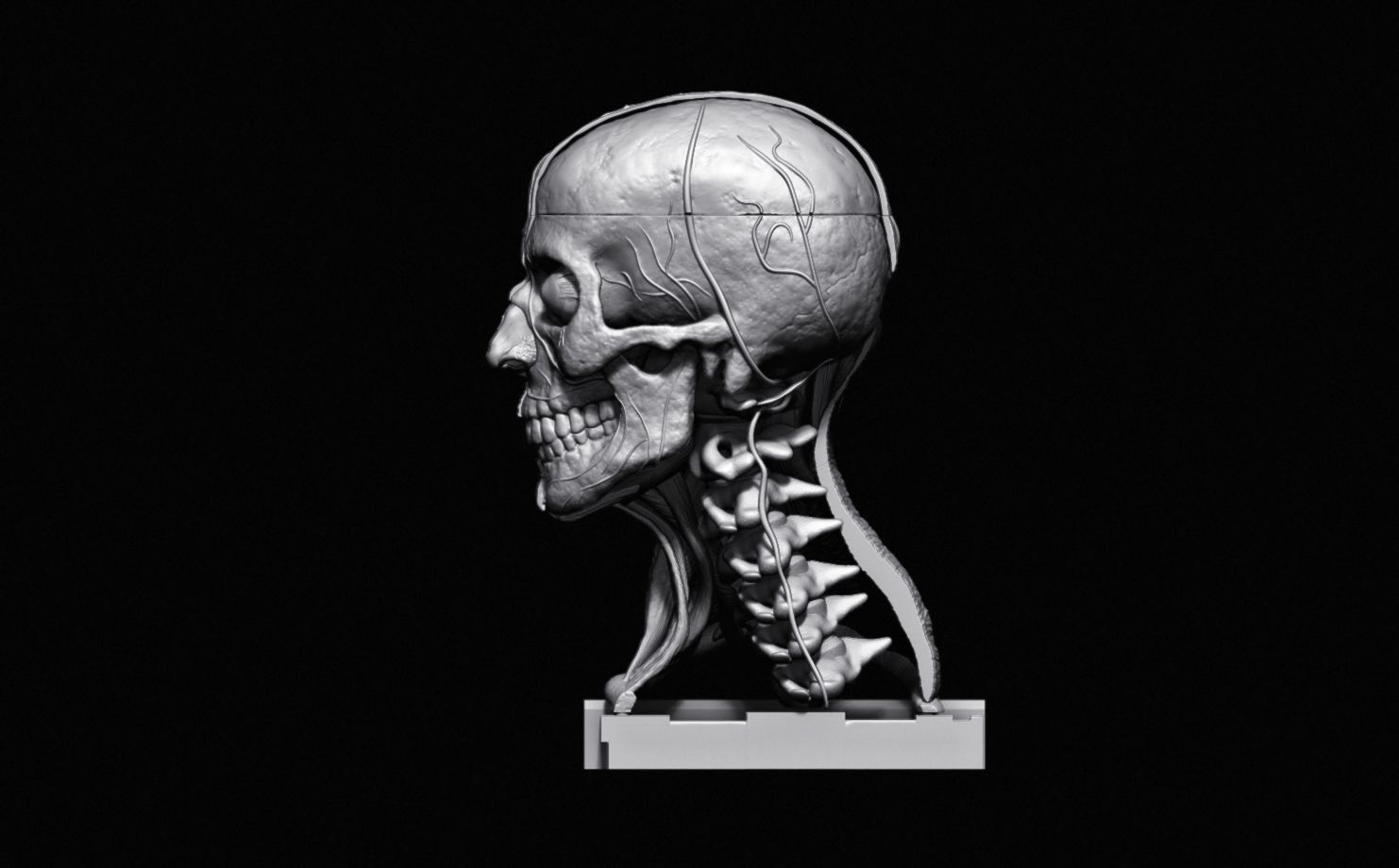 Head Skull anatomy Ecorche 3D print model_28