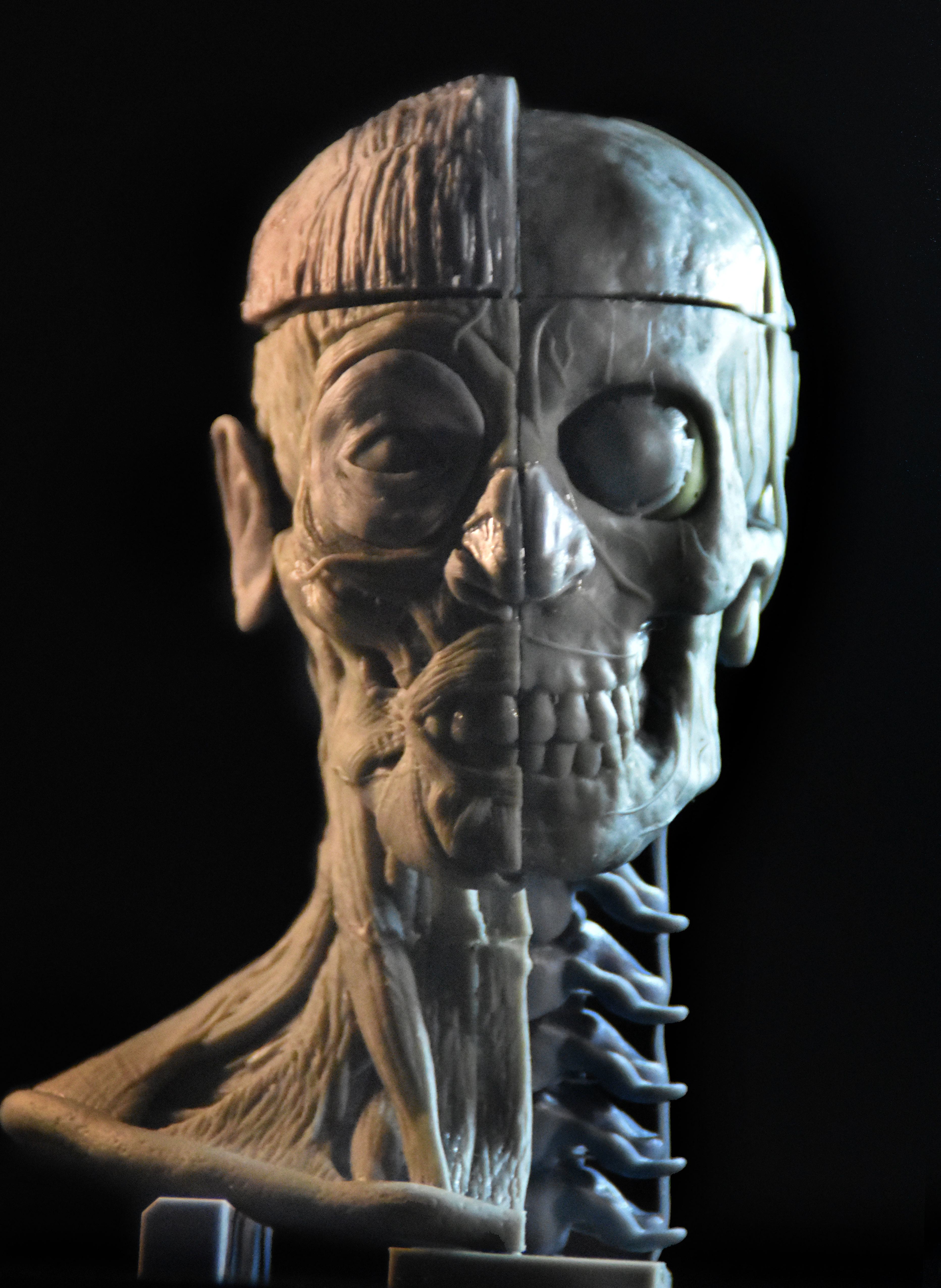 Head Skull anatomy Ecorche 3D print model_4