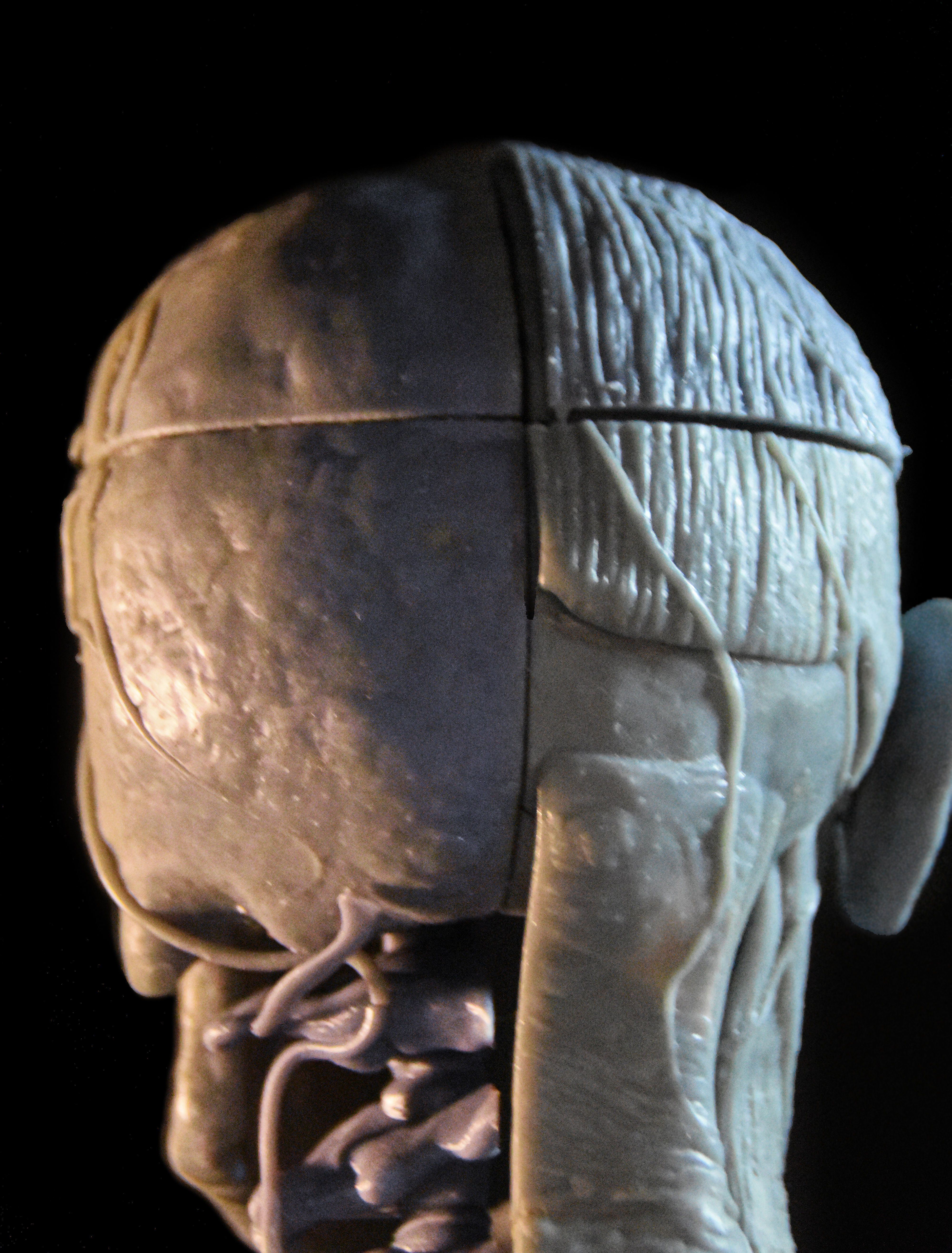Head Skull anatomy Ecorche 3D print model_14