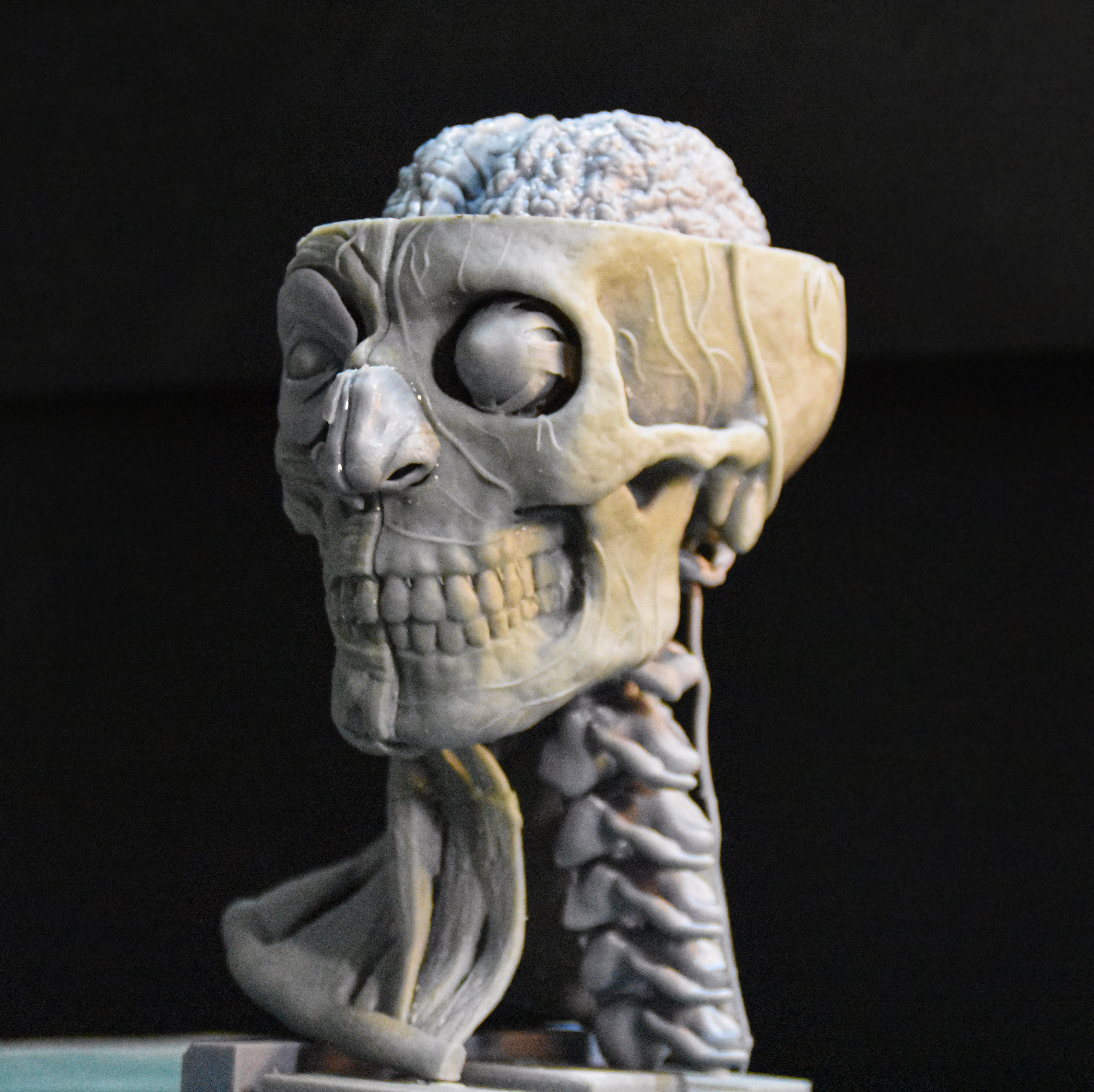 Head Skull anatomy Ecorche 3D print model_6