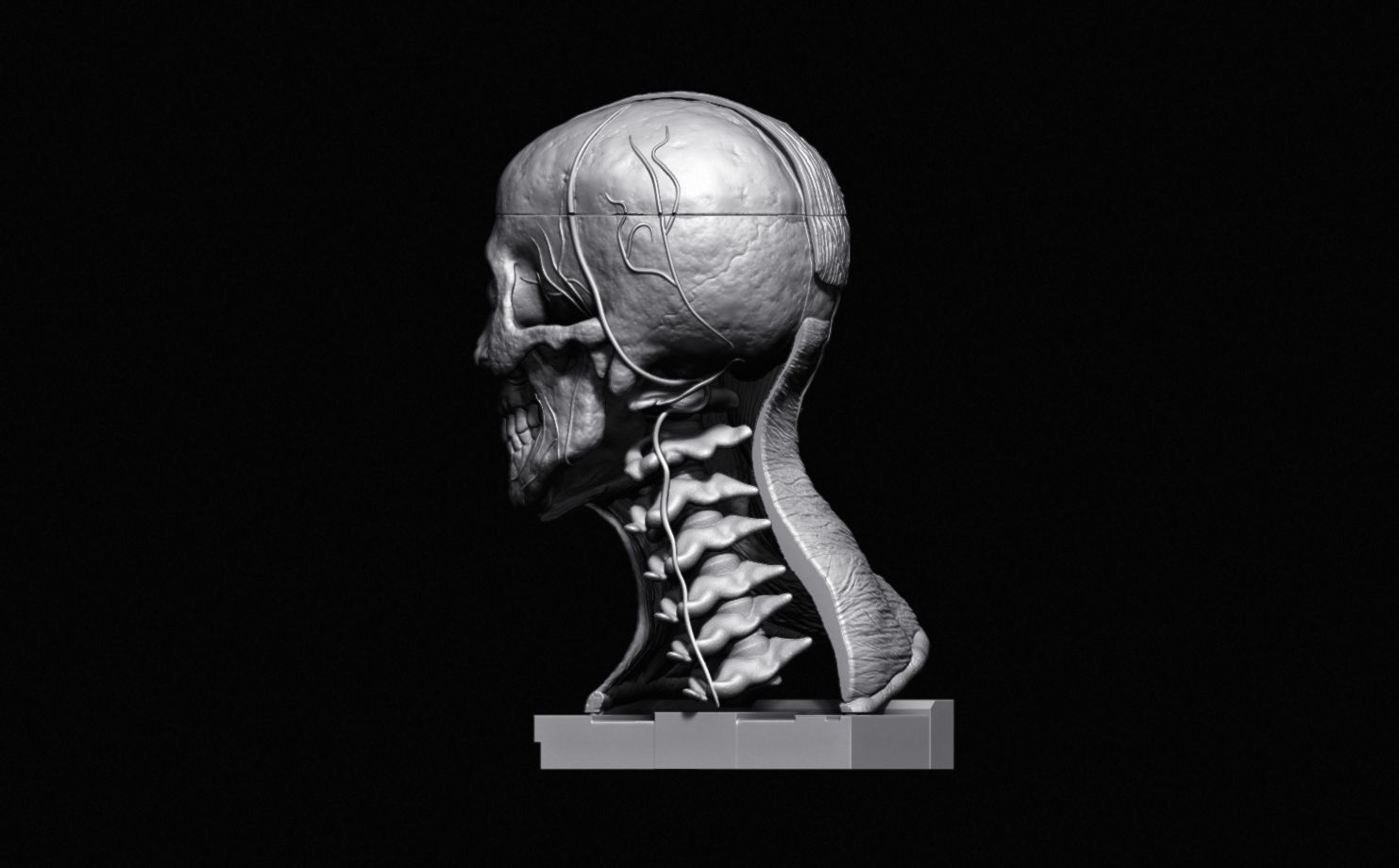 Head Skull anatomy Ecorche 3D print model_33
