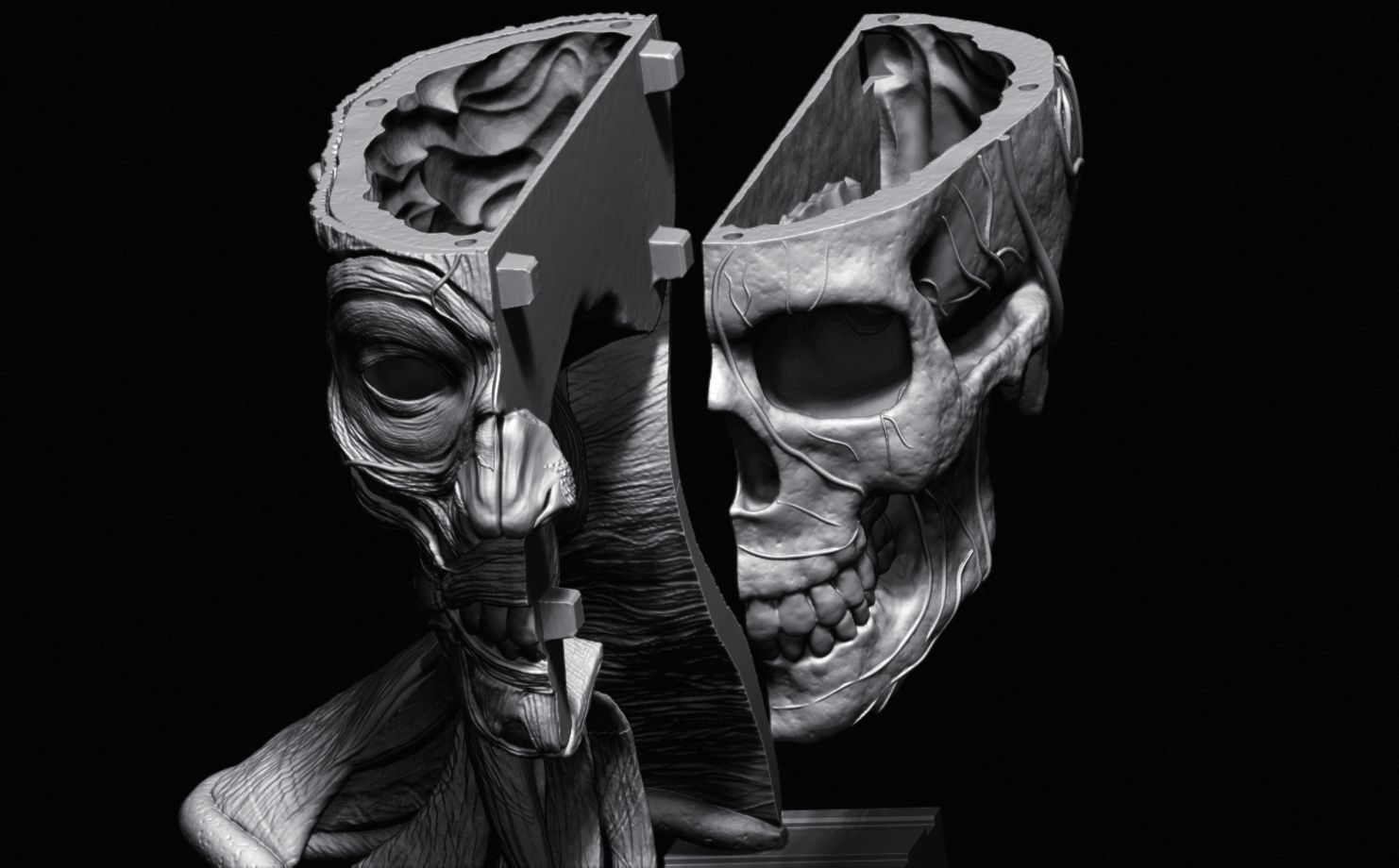 Head Skull anatomy Ecorche 3D print model_41