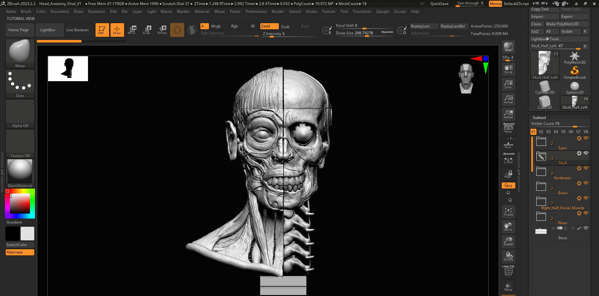Head Skull anatomy Ecorche 3D print model_43