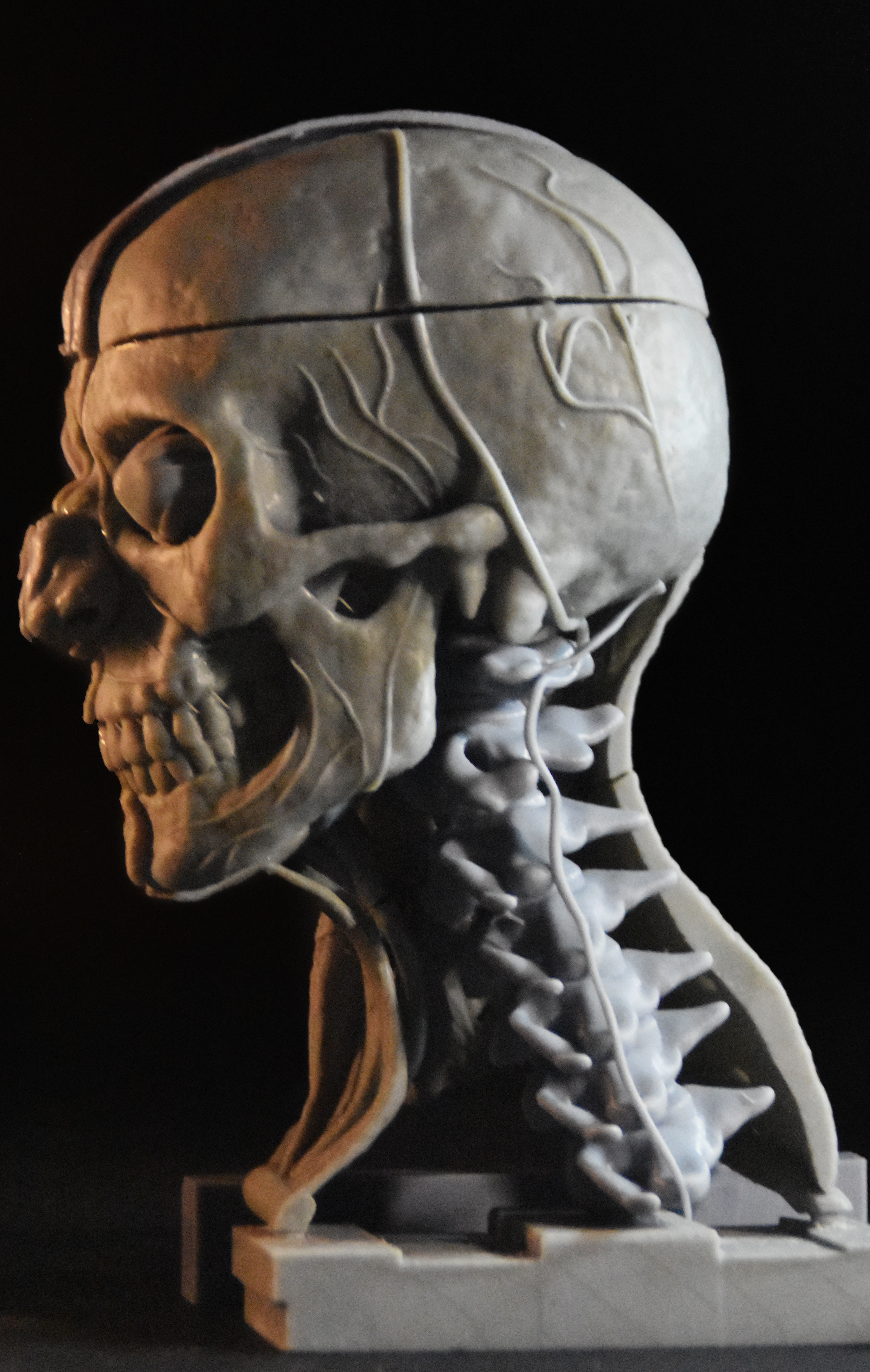 Head Skull anatomy Ecorche 3D print model_2