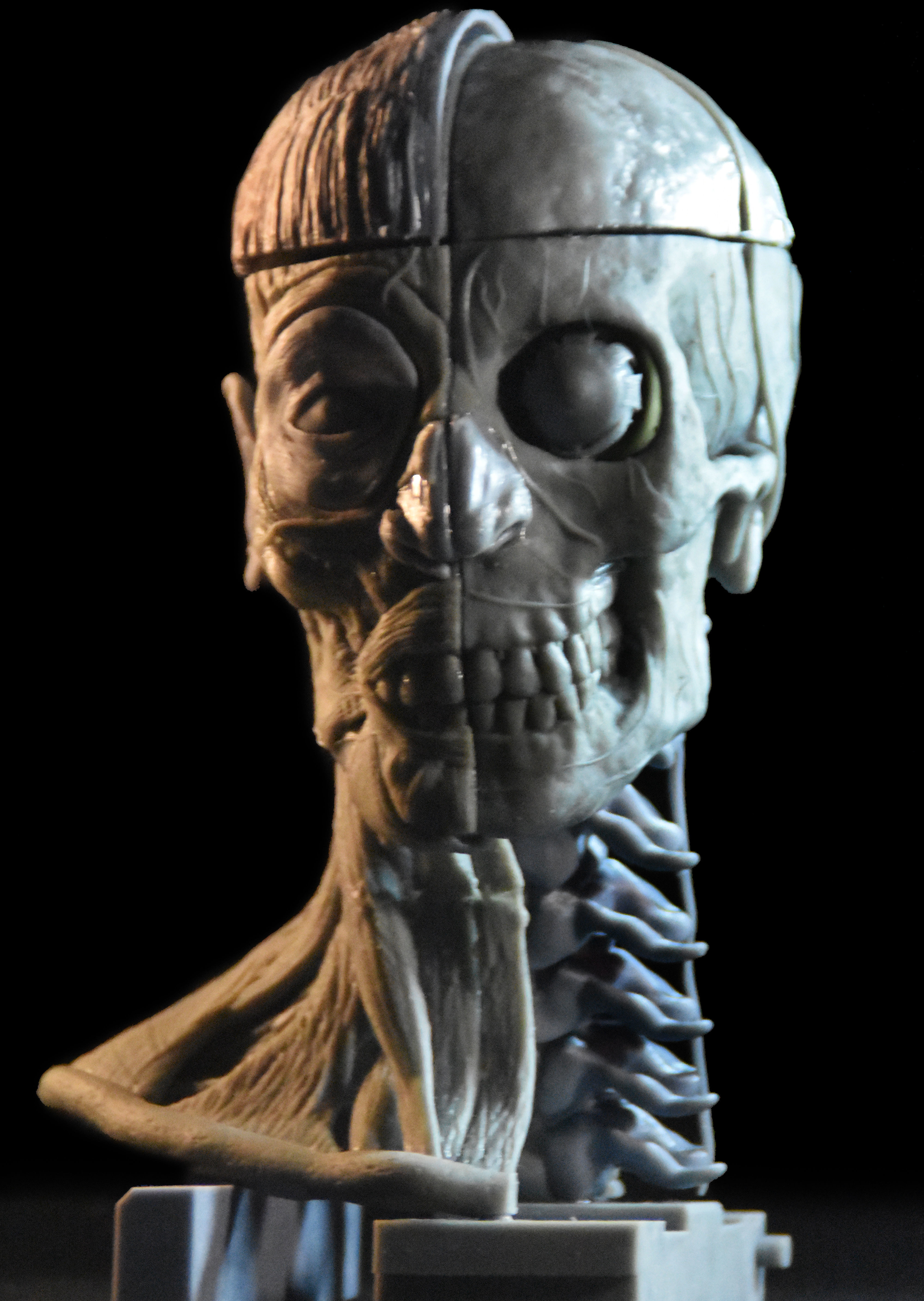 Head Skull anatomy Ecorche 3D print model_5