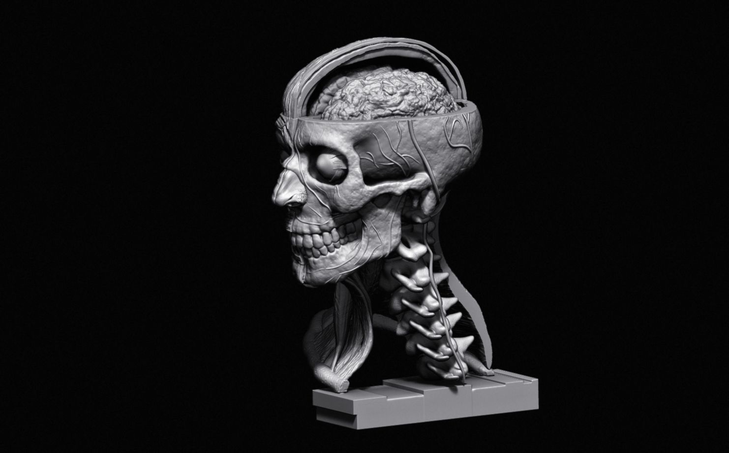 Head Skull anatomy Ecorche 3D print model_20