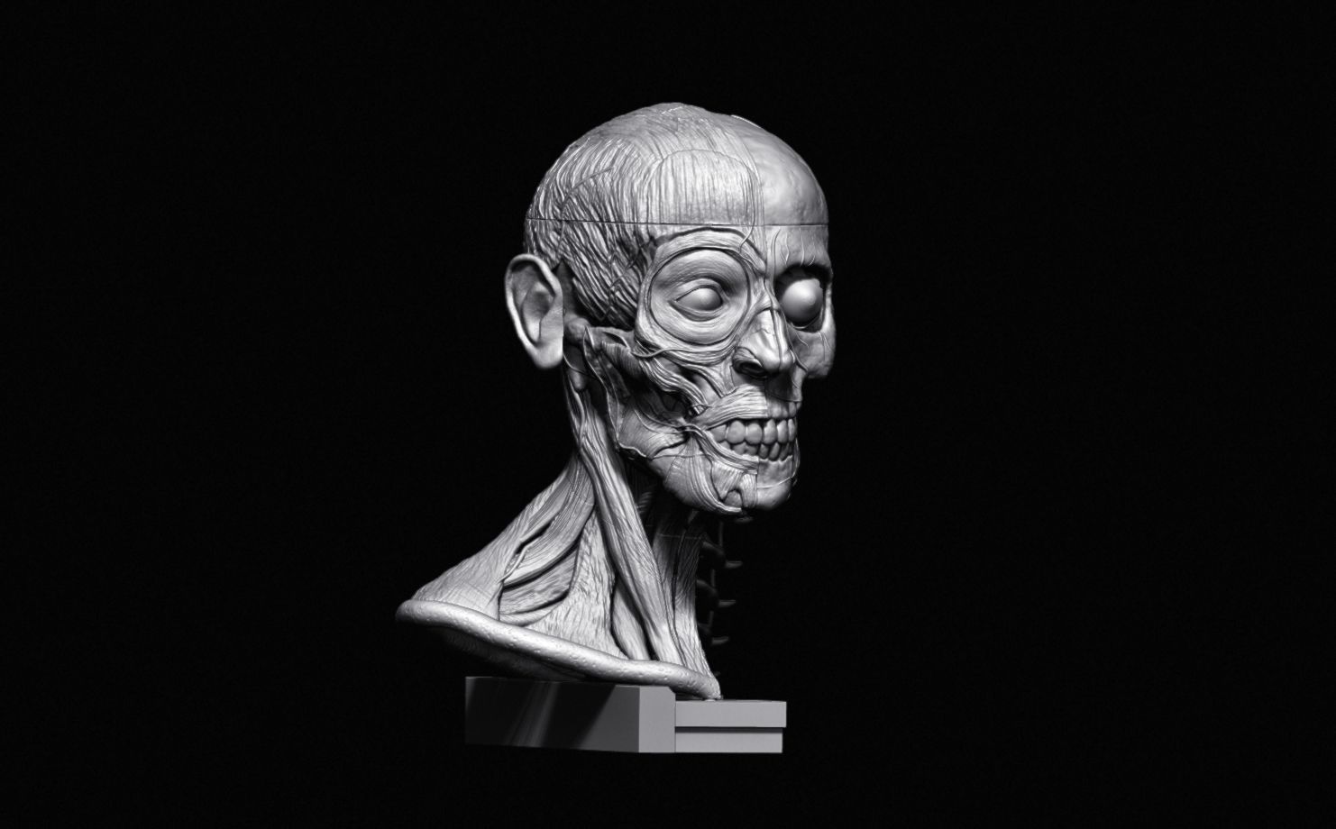 Head Skull anatomy Ecorche 3D print model_19