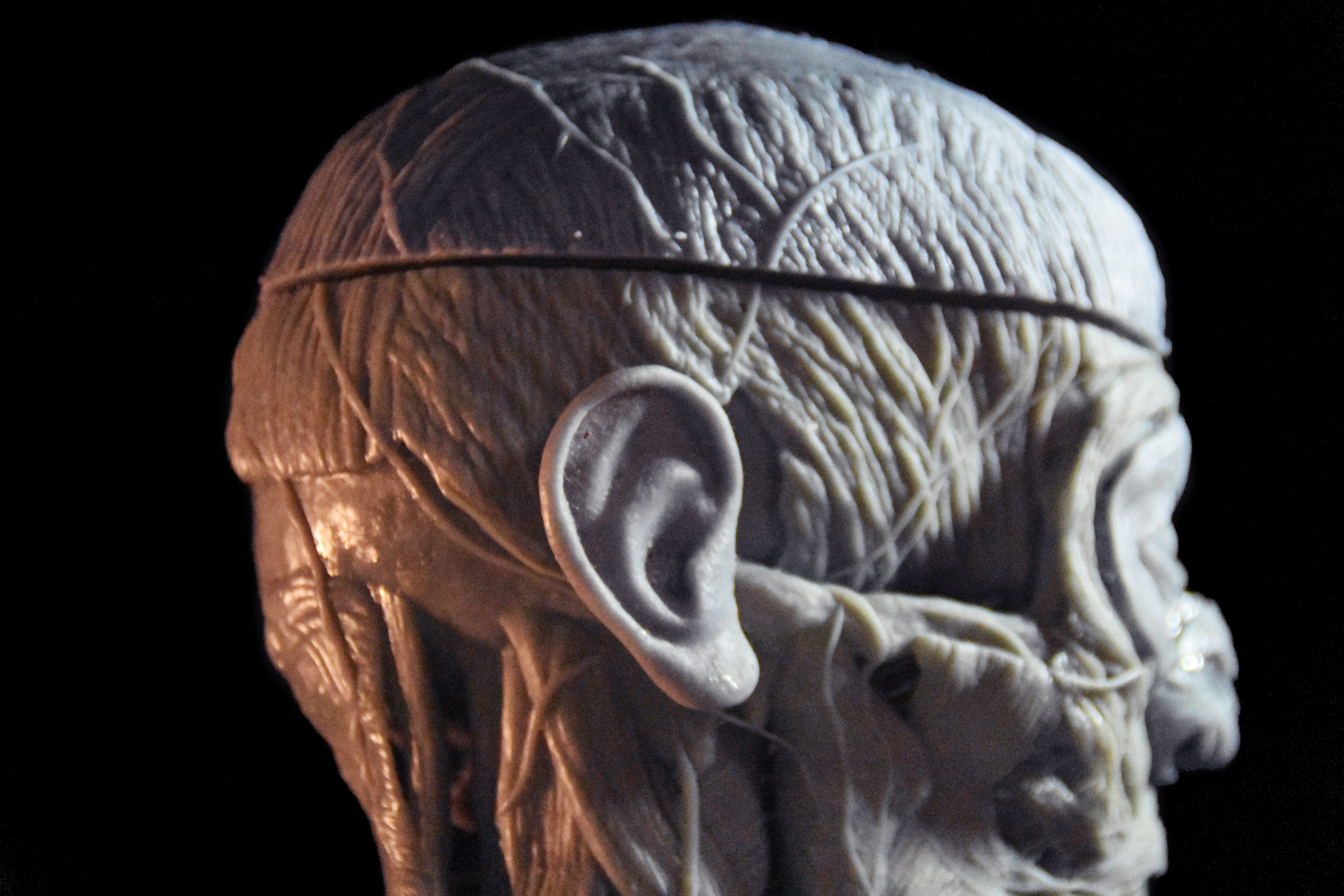 Head Skull anatomy Ecorche 3D print model_15