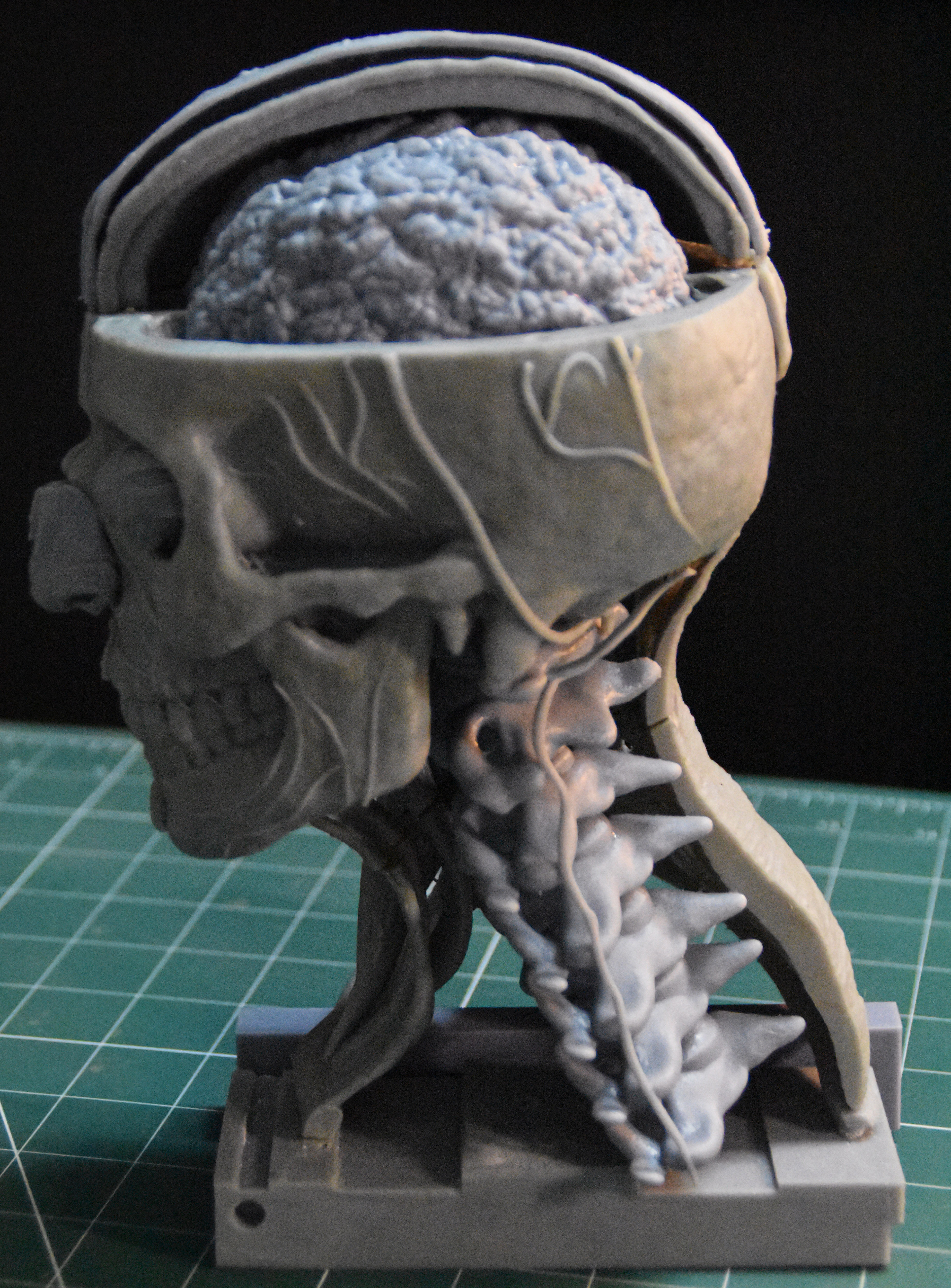 Head Skull anatomy Ecorche 3D print model_7
