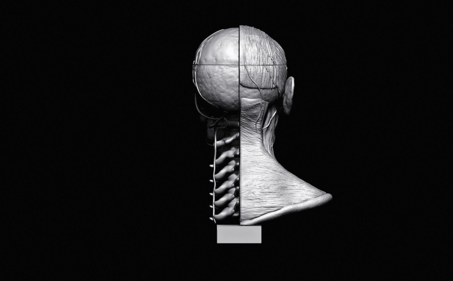 Head Skull anatomy Ecorche 3D print model_24