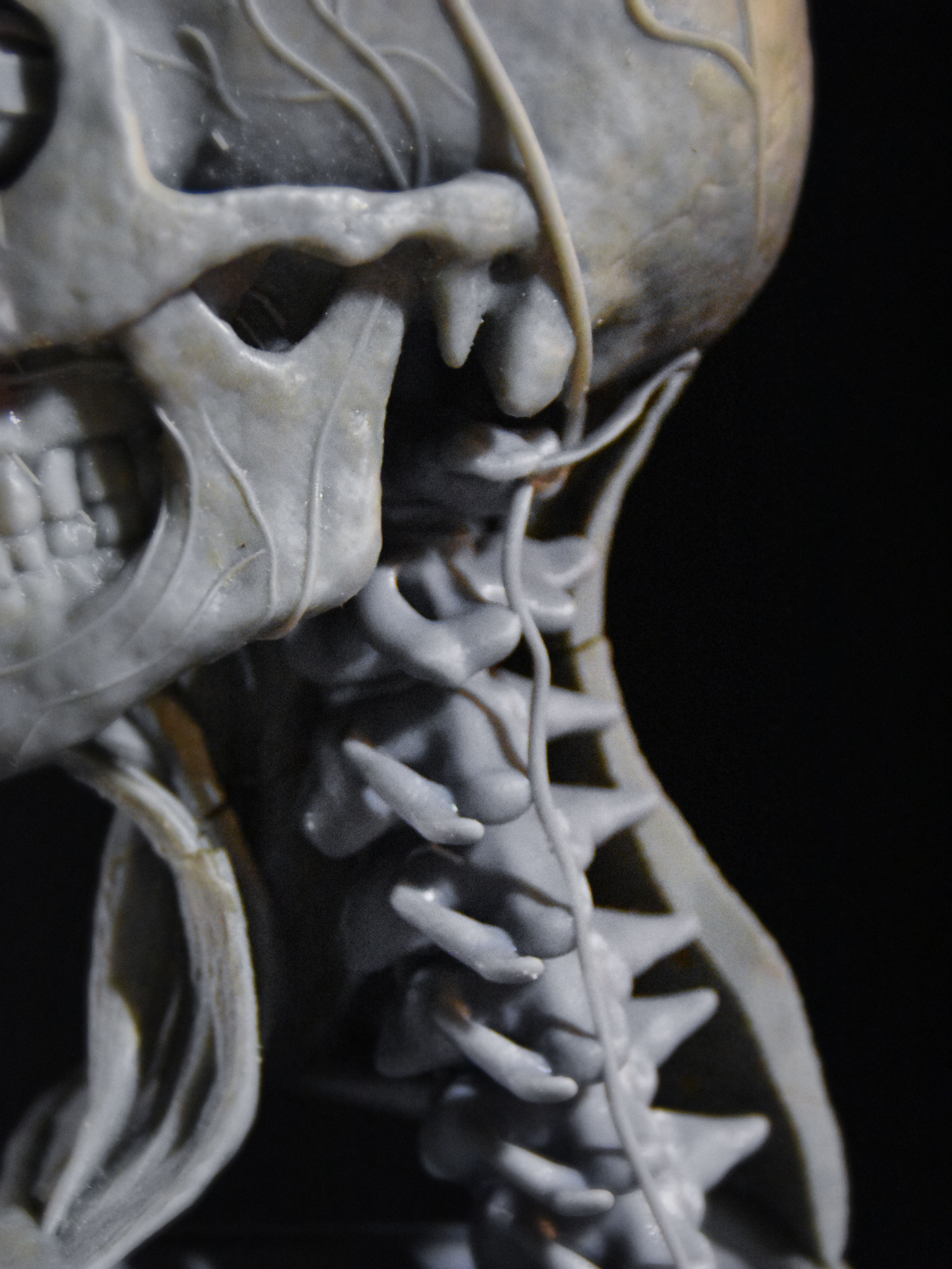 Head Skull anatomy Ecorche 3D print model_12