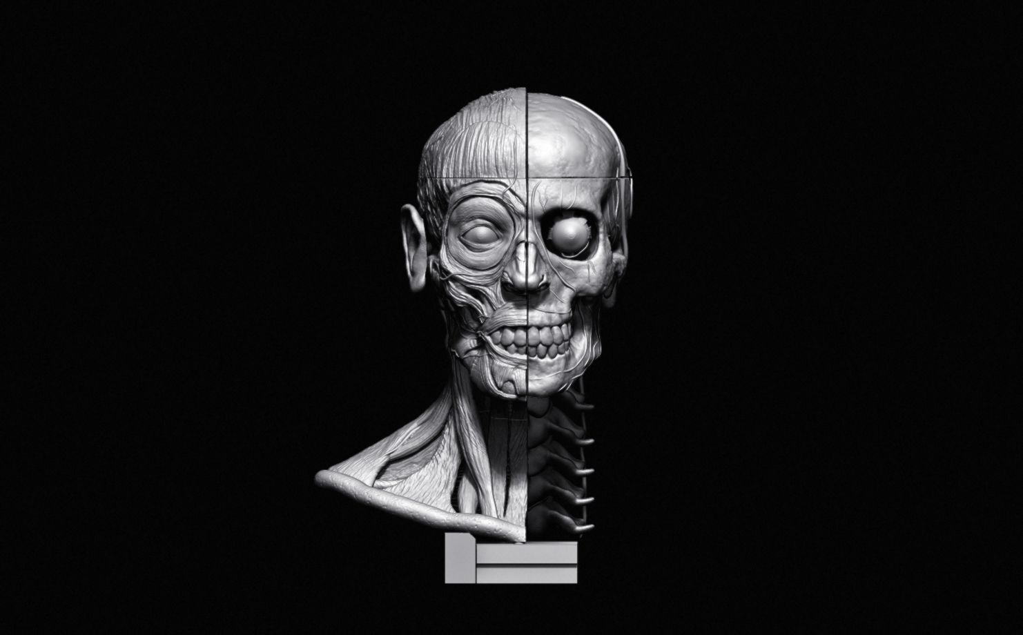 Head Skull anatomy Ecorche 3D print model_26