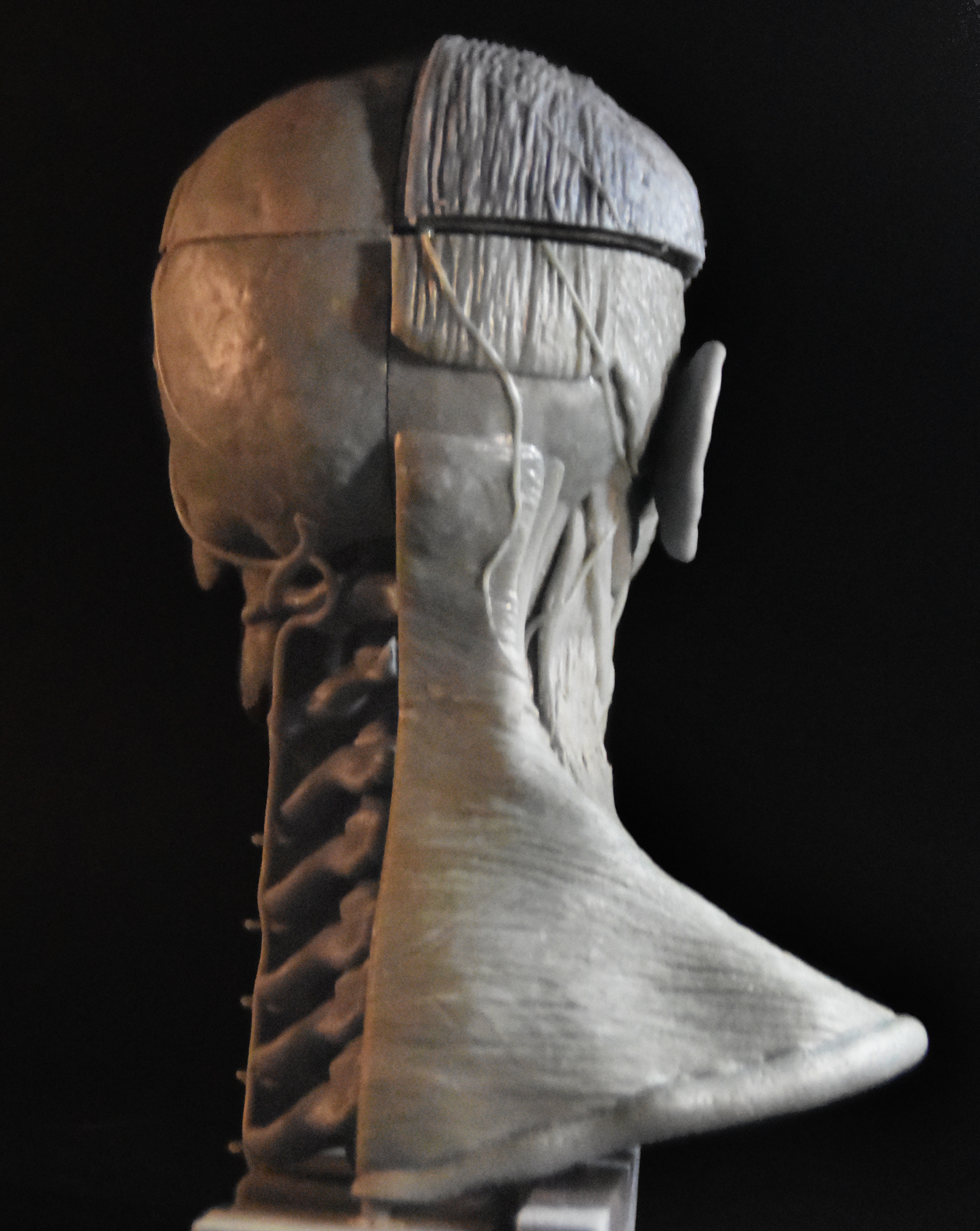 Head Skull anatomy Ecorche 3D print model_8