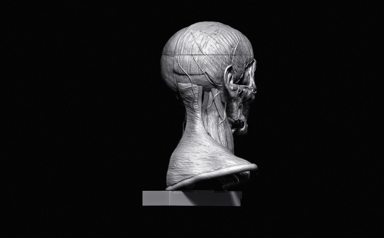Head Skull anatomy Ecorche 3D print model_18