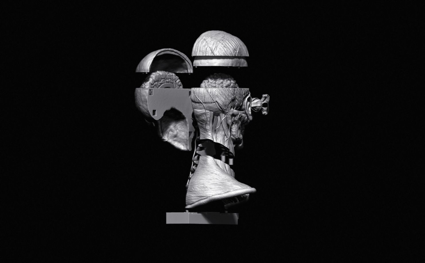 Head Skull anatomy Ecorche 3D print model_36