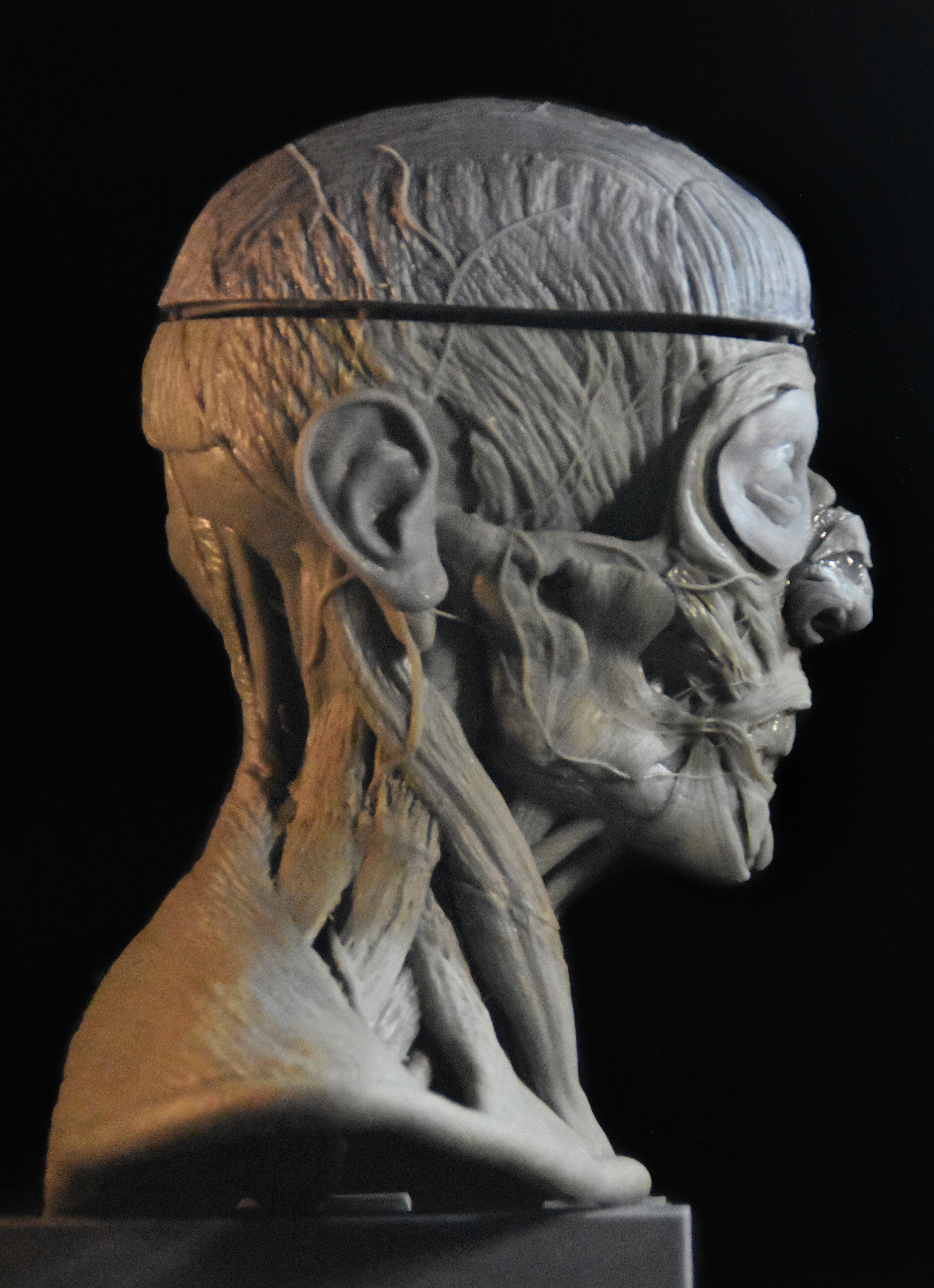 Head Skull anatomy Ecorche 3D print model_3