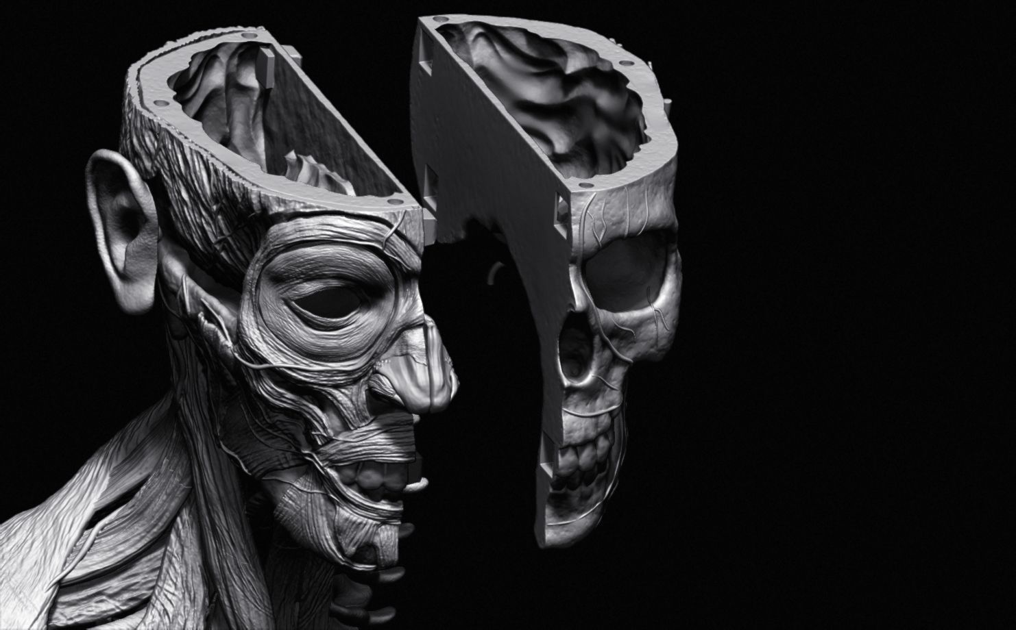 Head Skull anatomy Ecorche 3D print model_42
