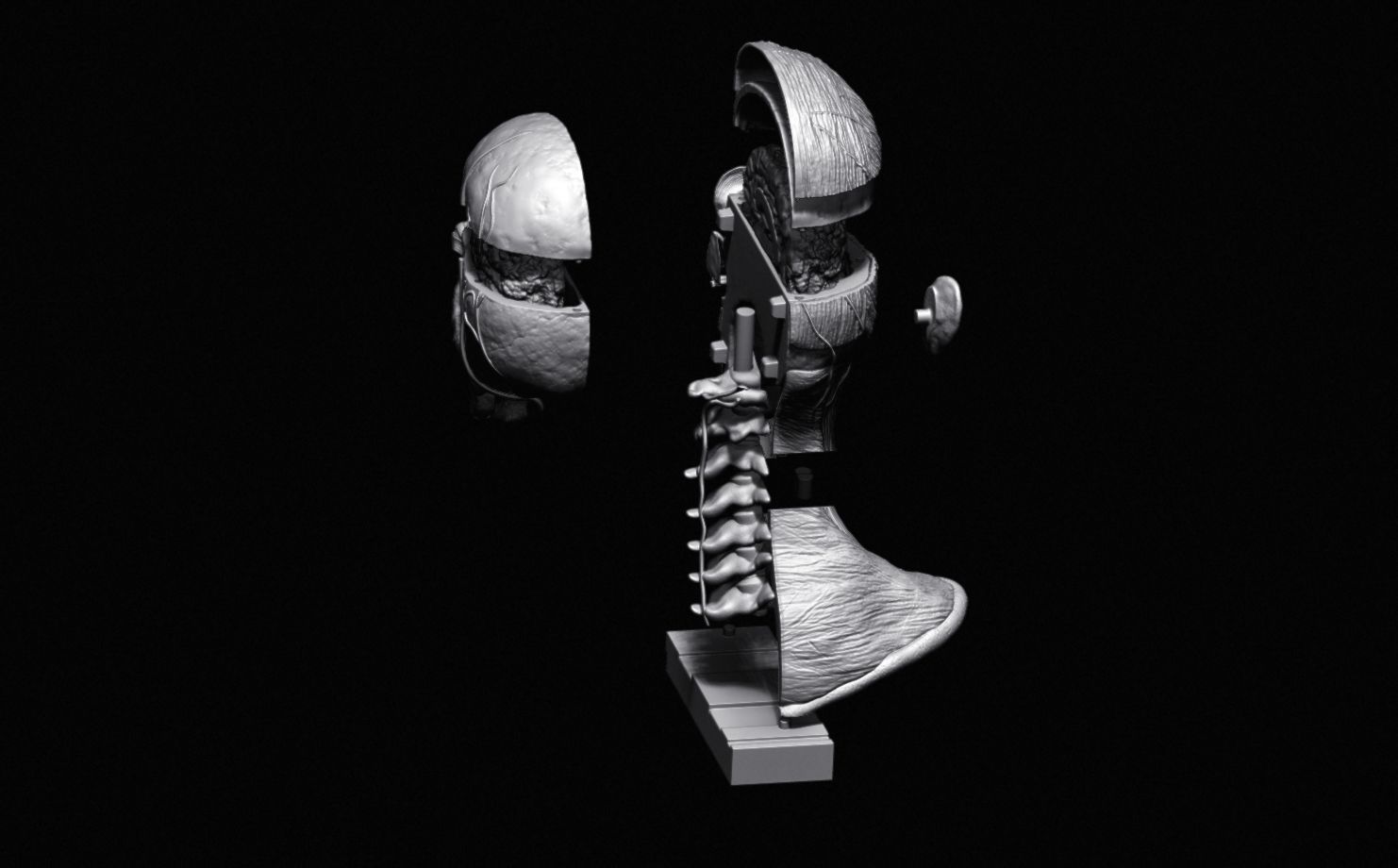 Head Skull anatomy Ecorche 3D print model_39