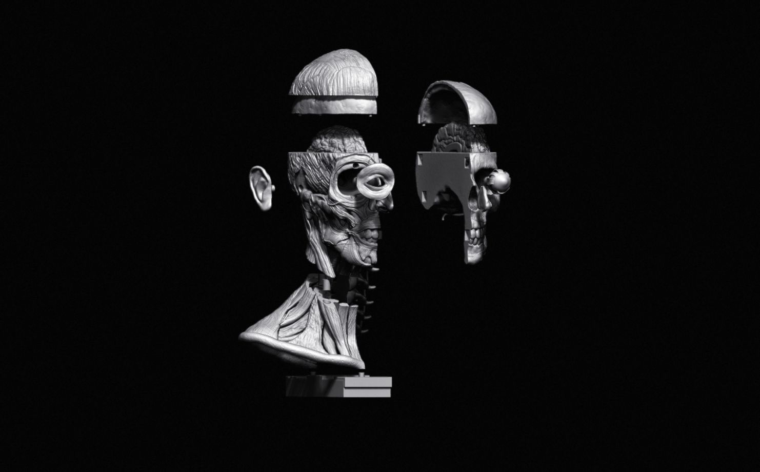 Head Skull anatomy Ecorche 3D print model_35