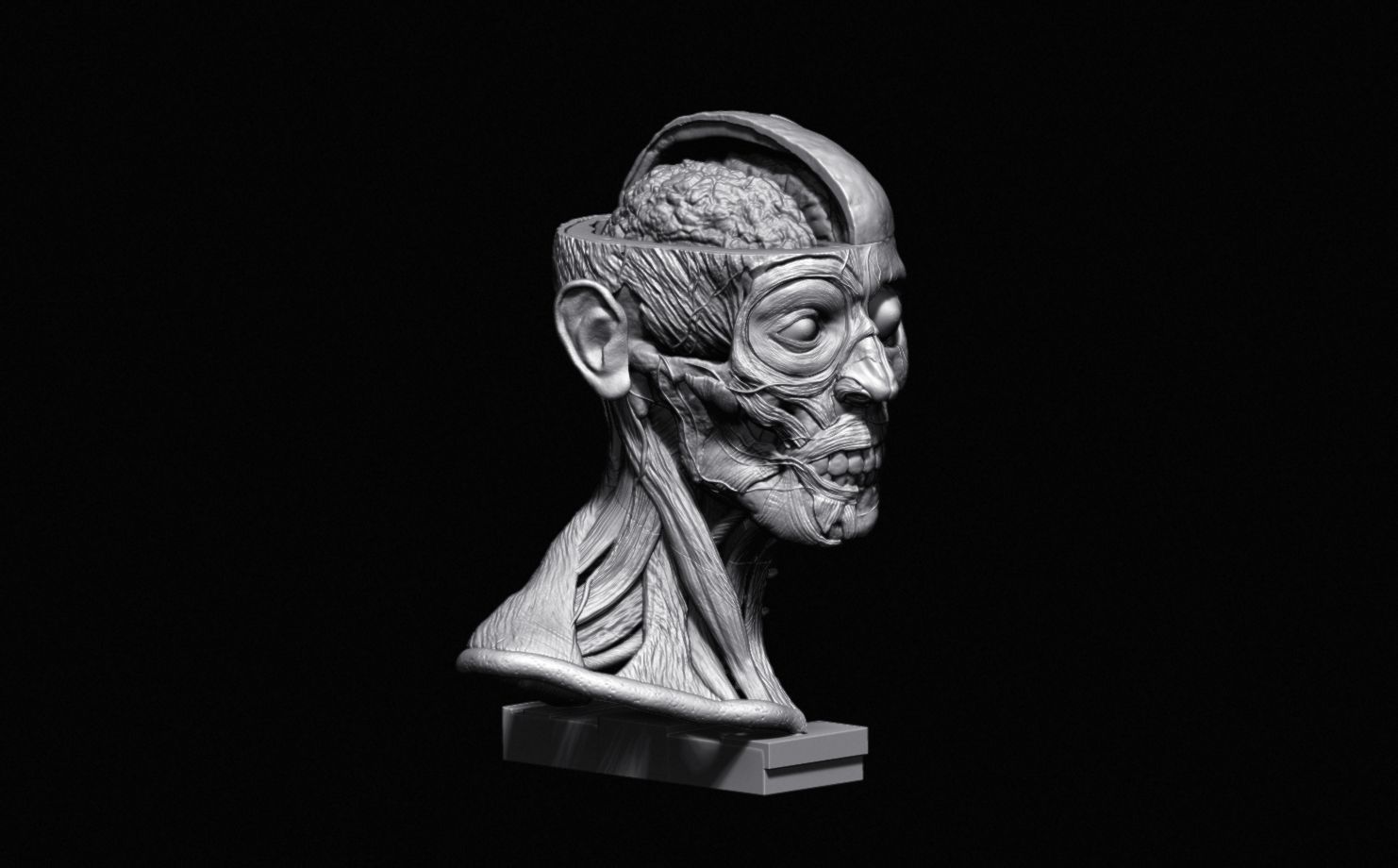 Head Skull anatomy Ecorche 3D print model_25