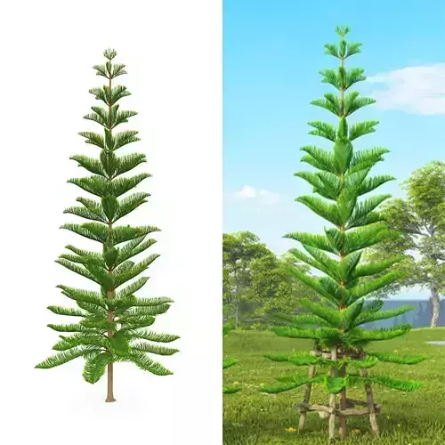 araucaria heterophylla - norfolk island pine 3D model