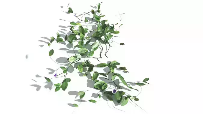 EVERYPlant Beach Morning Glory LowPoly 4 --14 Models-- Low-poly 3D model