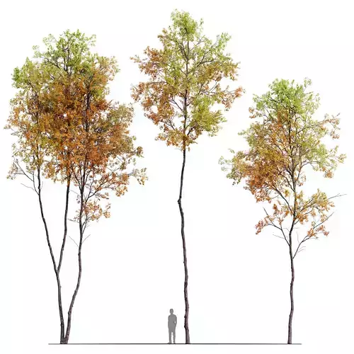 Autumn forest trees 02