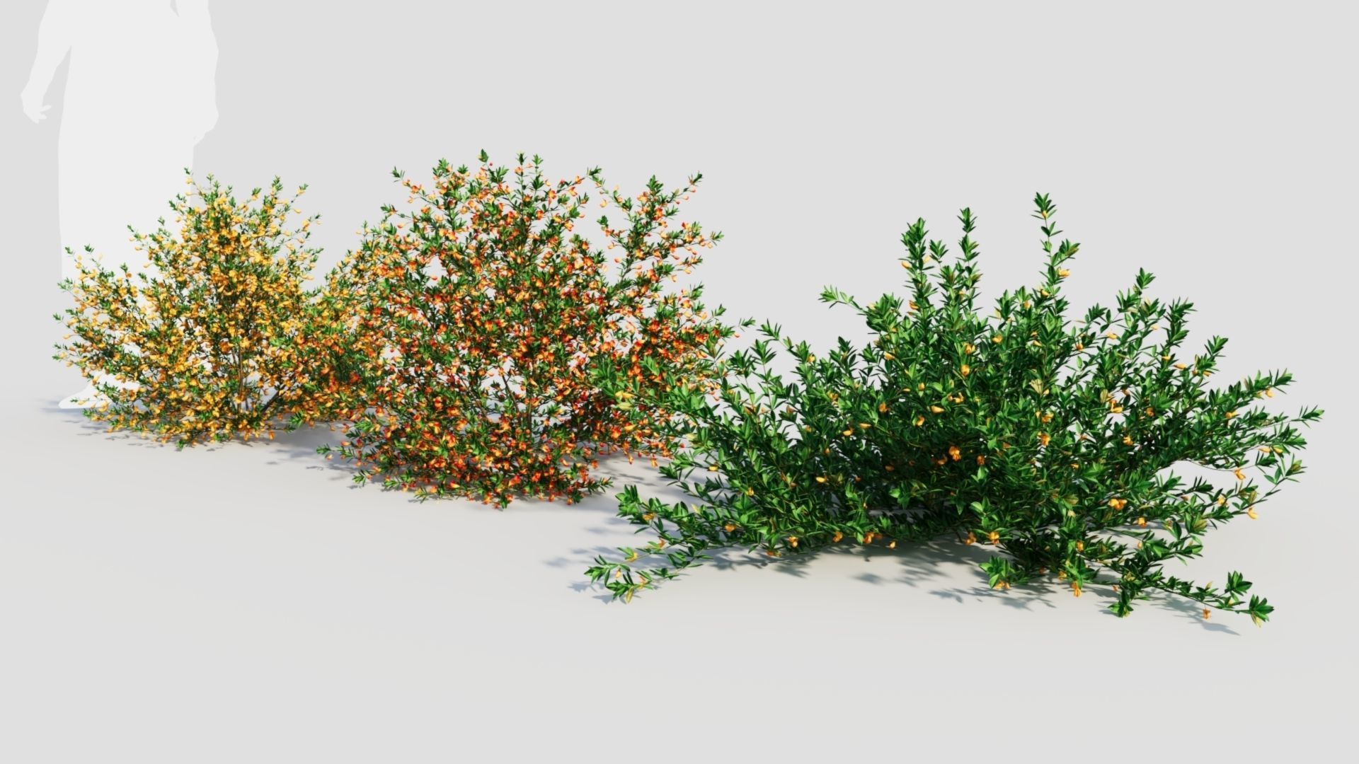 Cytisus scoparius a 3D model_1