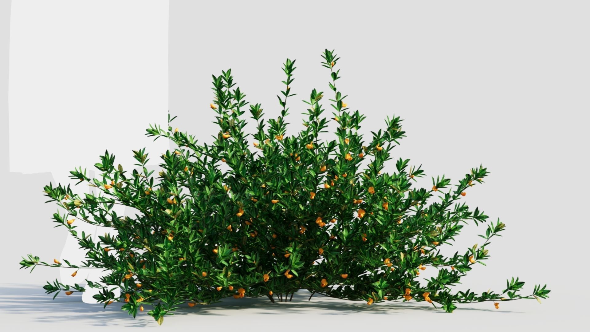 Cytisus scoparius a 3D model_7