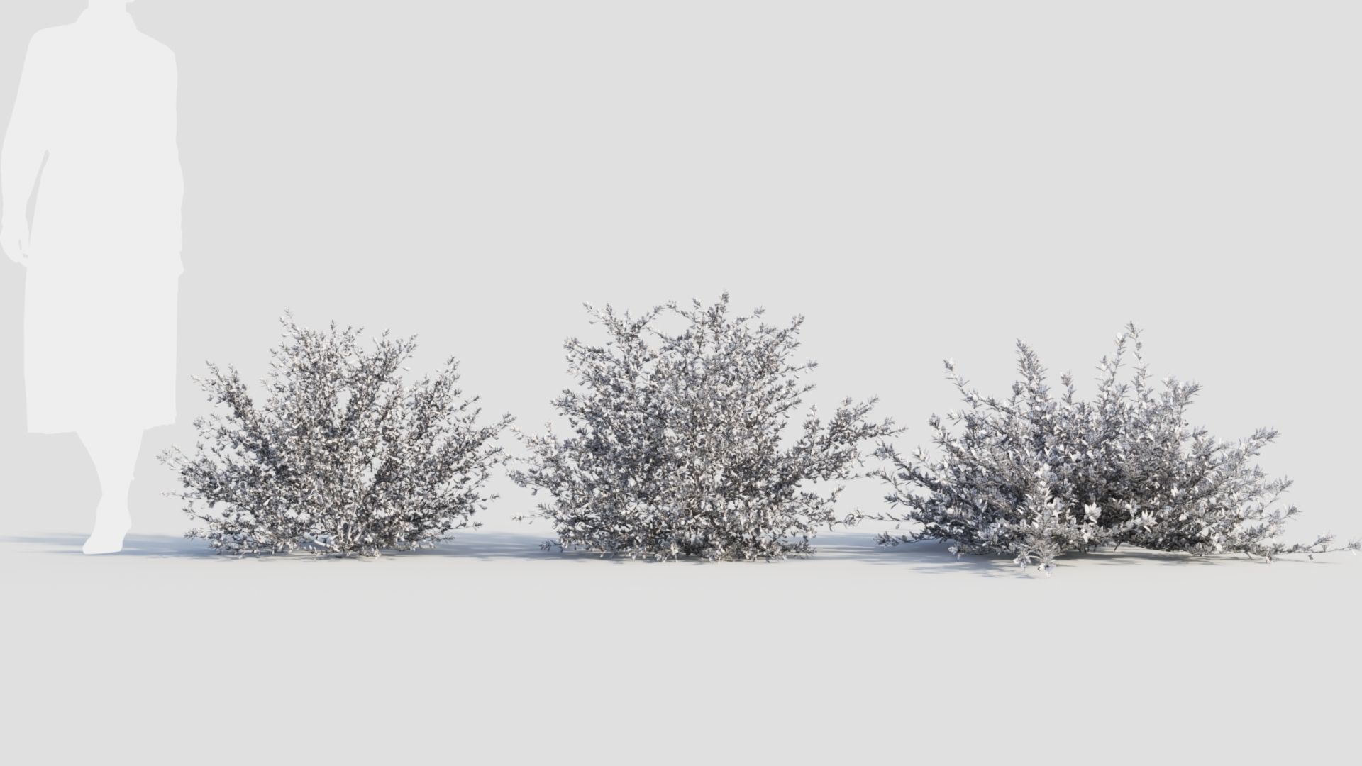 Cytisus scoparius a 3D model_8