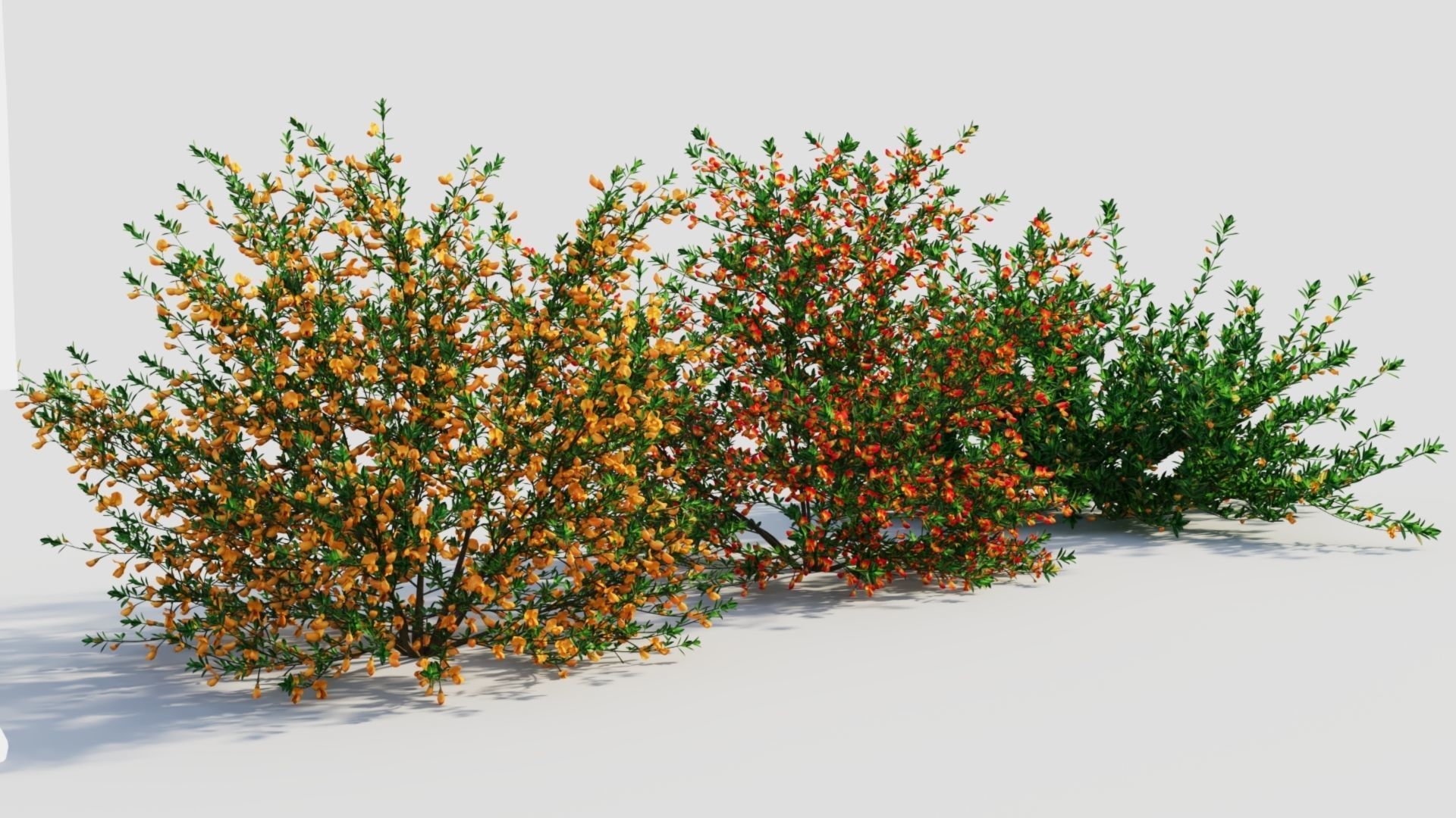 Cytisus scoparius a 3D model_3
