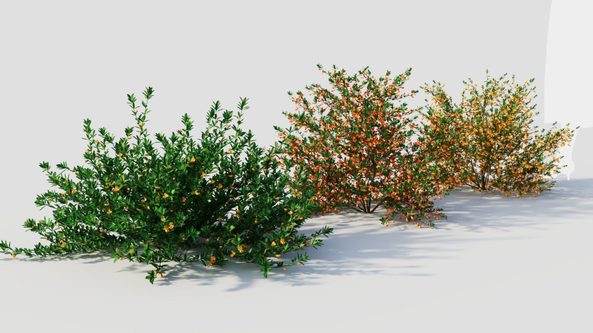 Cytisus scoparius a 3D model_4