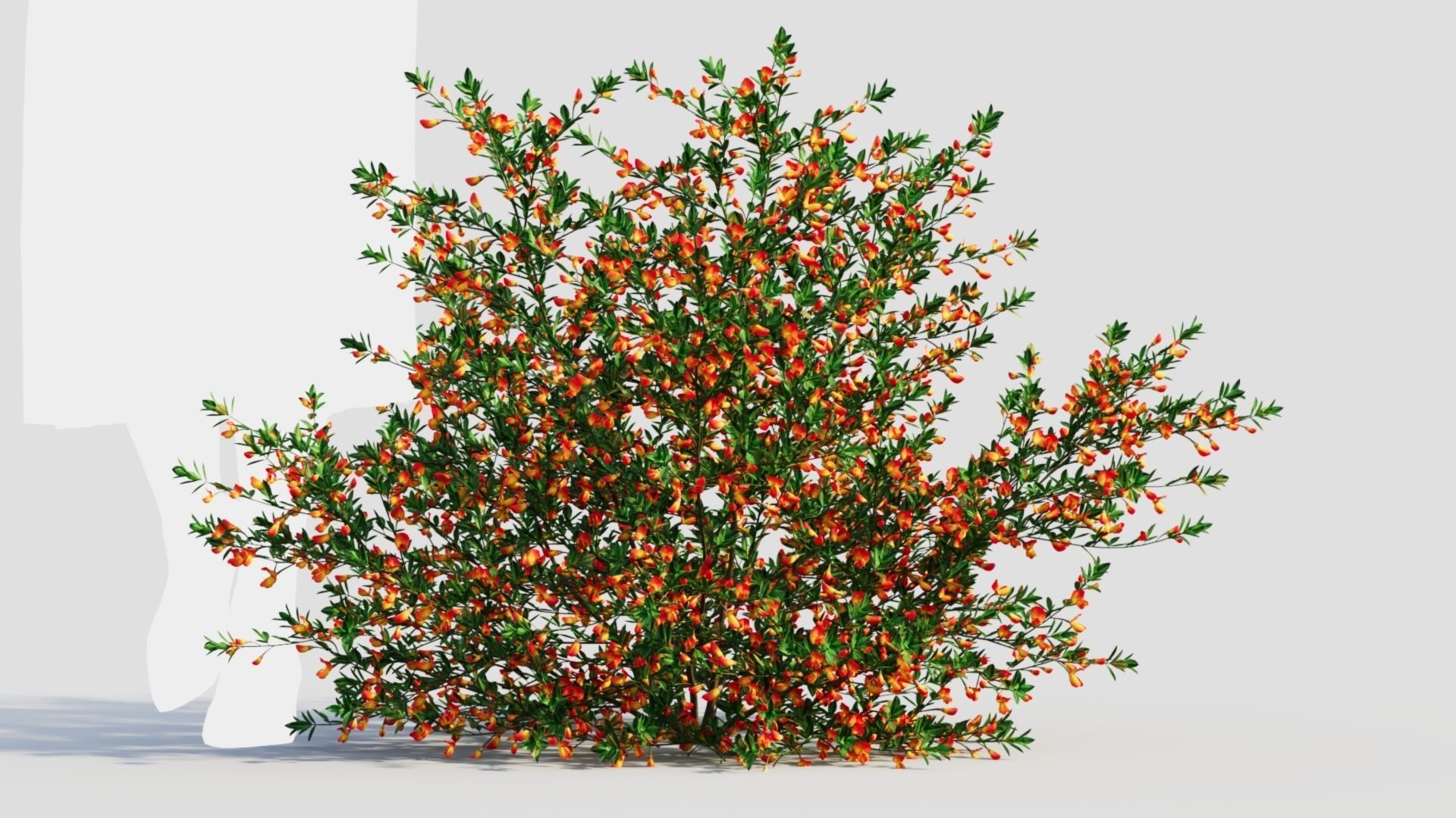 Cytisus scoparius a 3D model_6