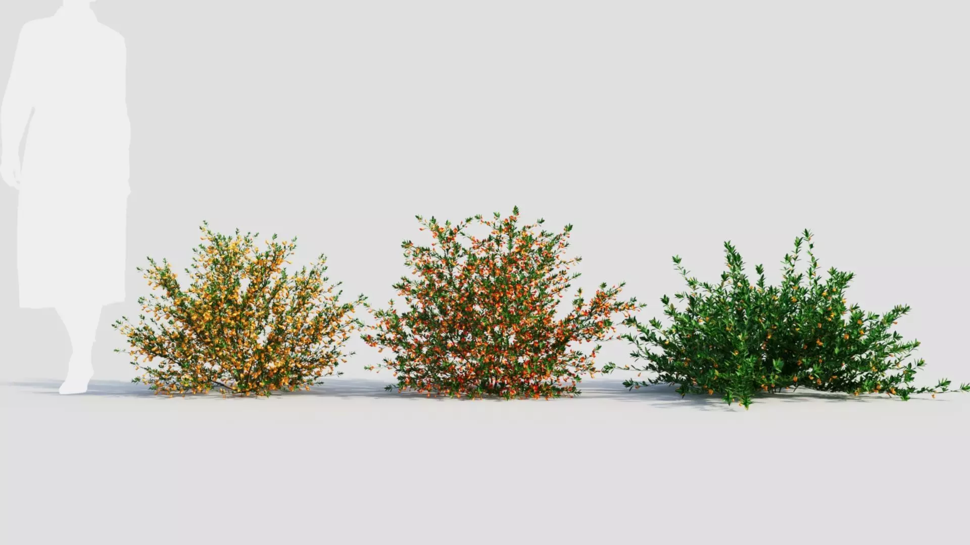Cytisus scoparius a 3D model_0