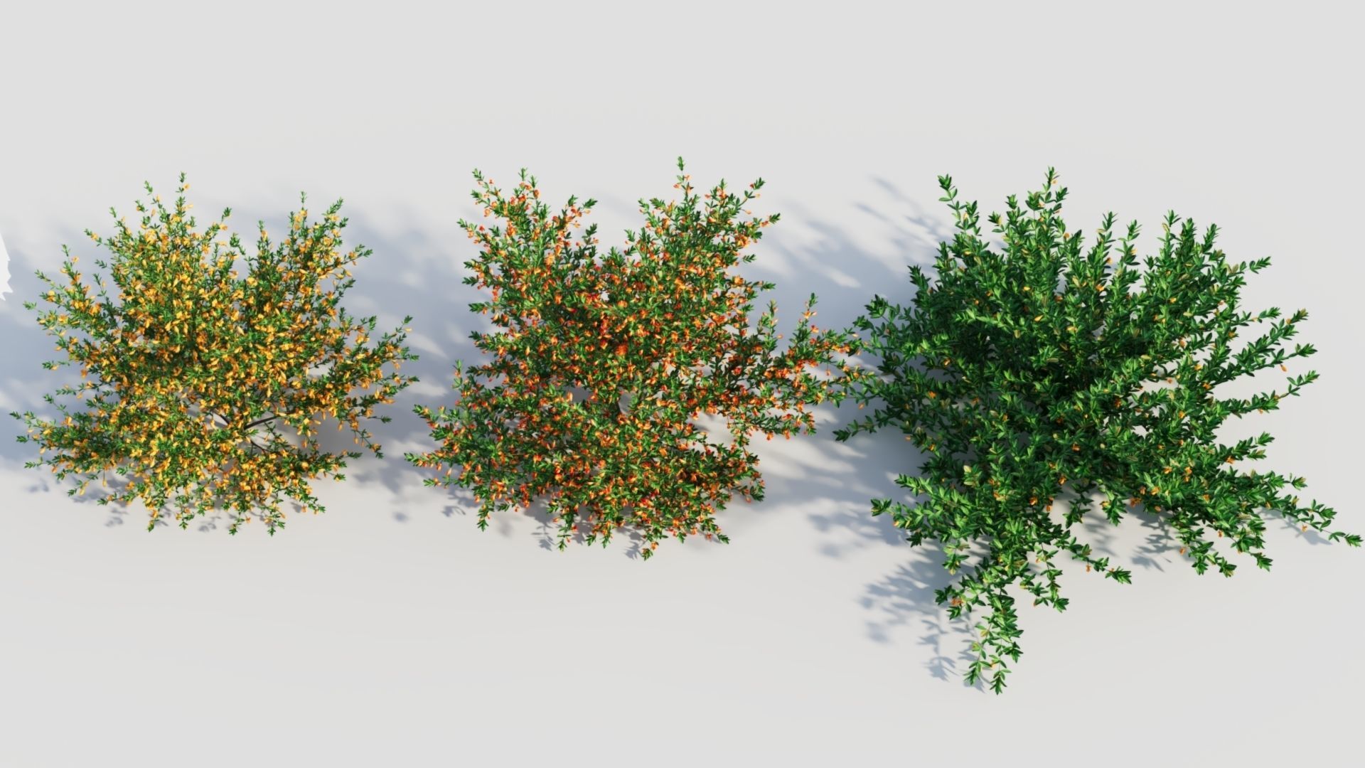 Cytisus scoparius a 3D model_2