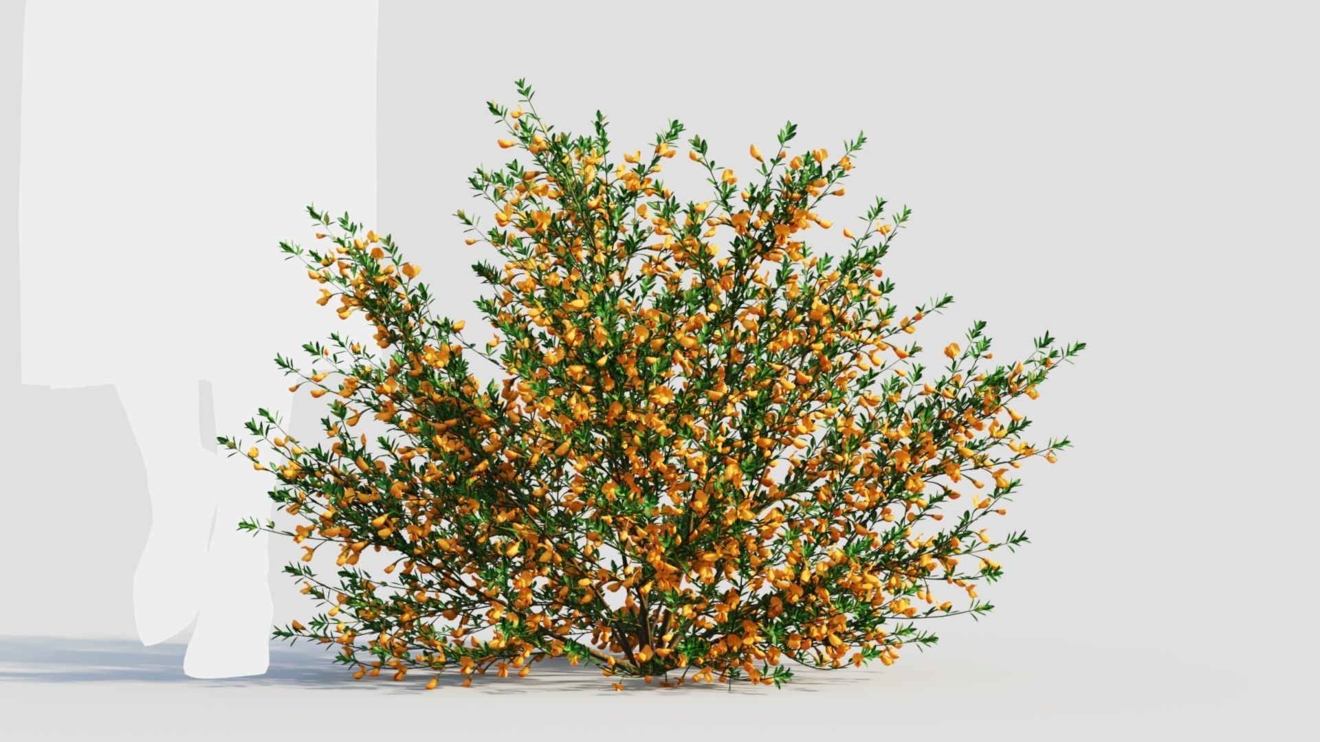 Cytisus scoparius a 3D model_5
