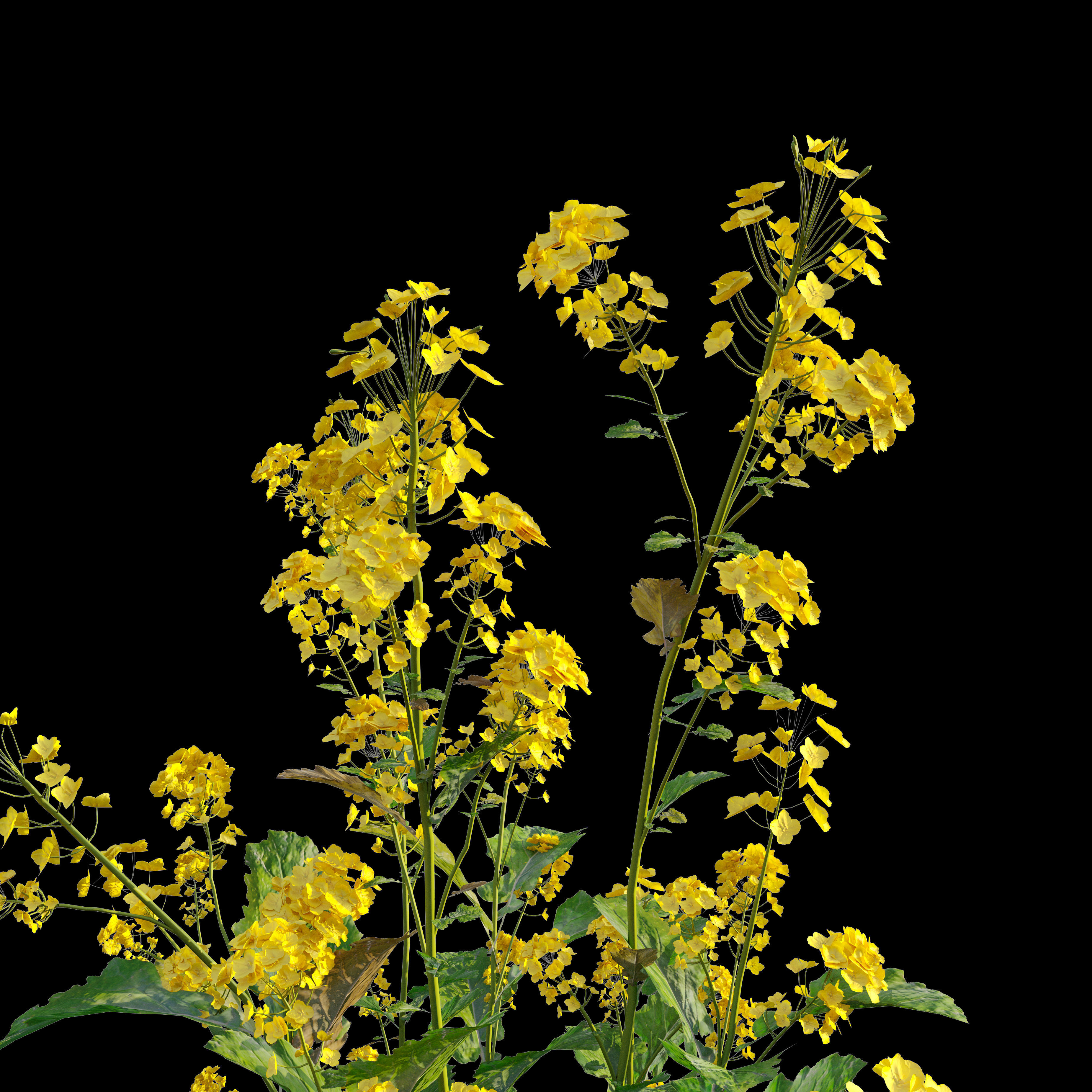 Rapeseed field 3D model_4