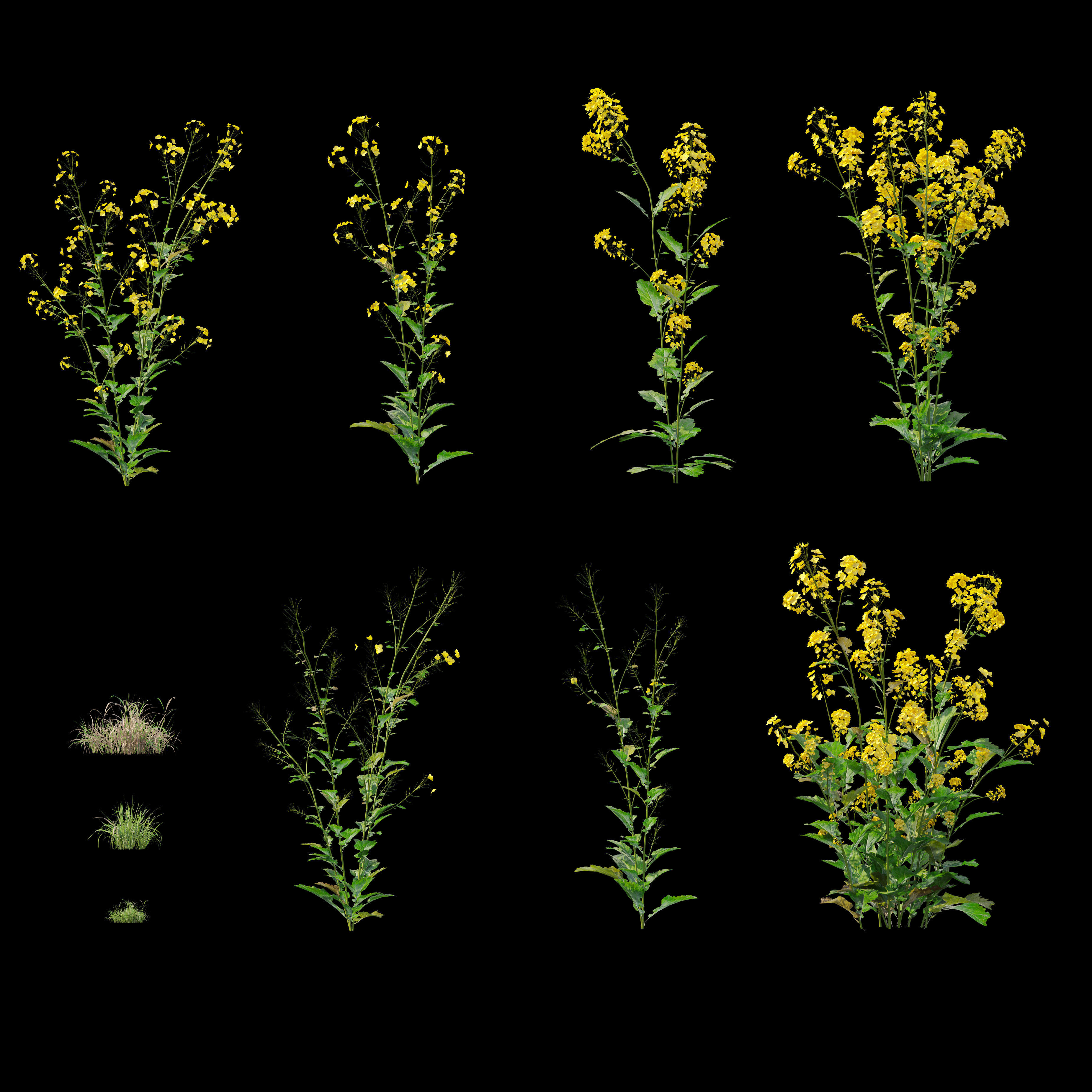 Rapeseed field 3D model_3